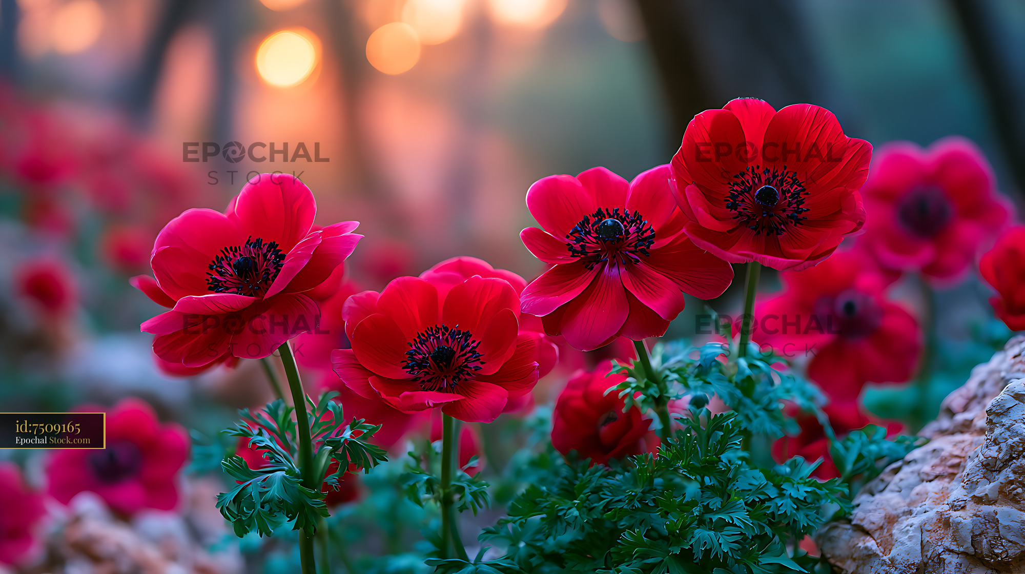 Red Turkish anemone flowers blooming on a hillside during golden hour - stock photo