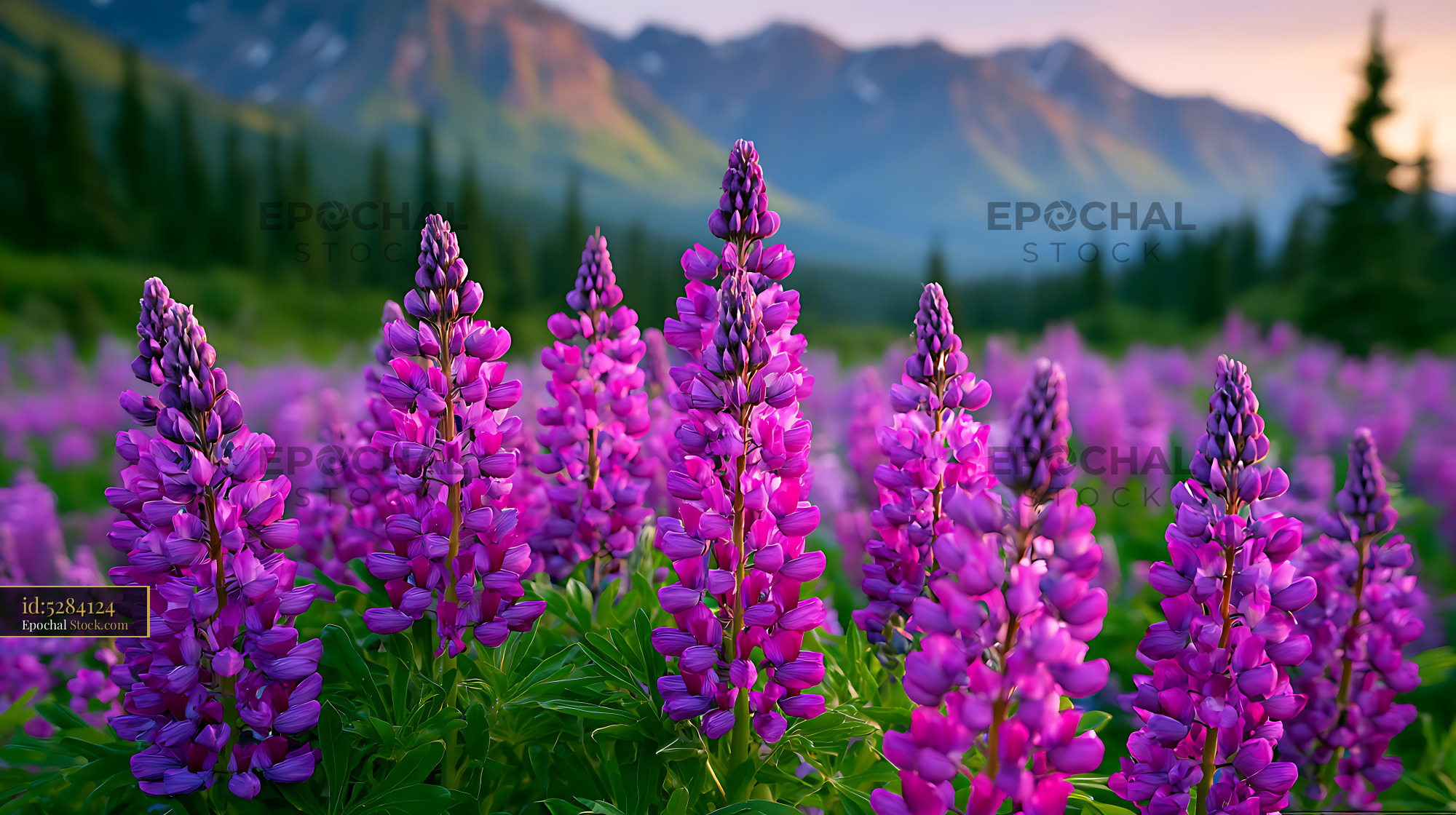 Vibrant purple alaskan lupines blooming in a mountain valley at sunset - stock photo