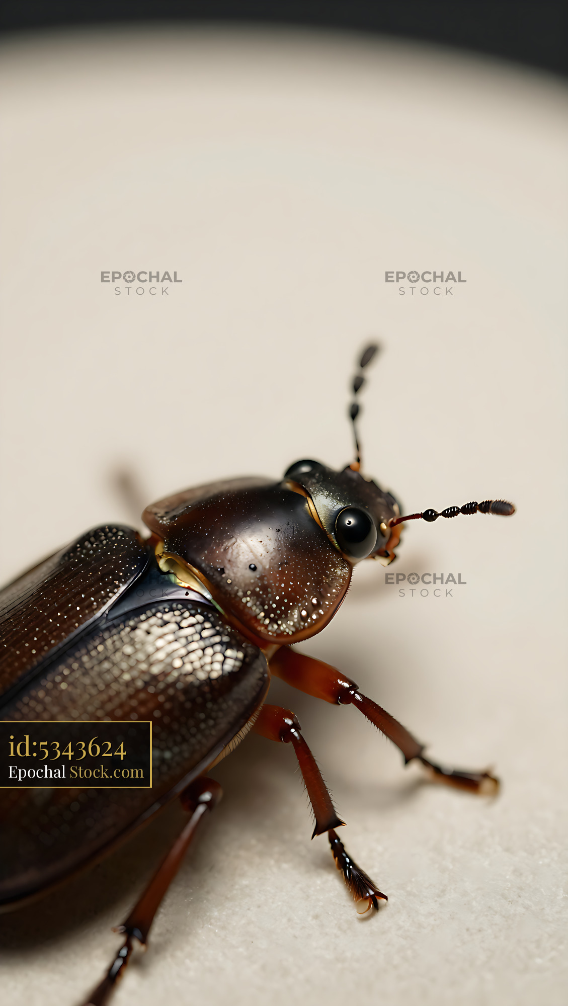 Whirligig beetle showing intricate shell details in a macro shot - stock photo