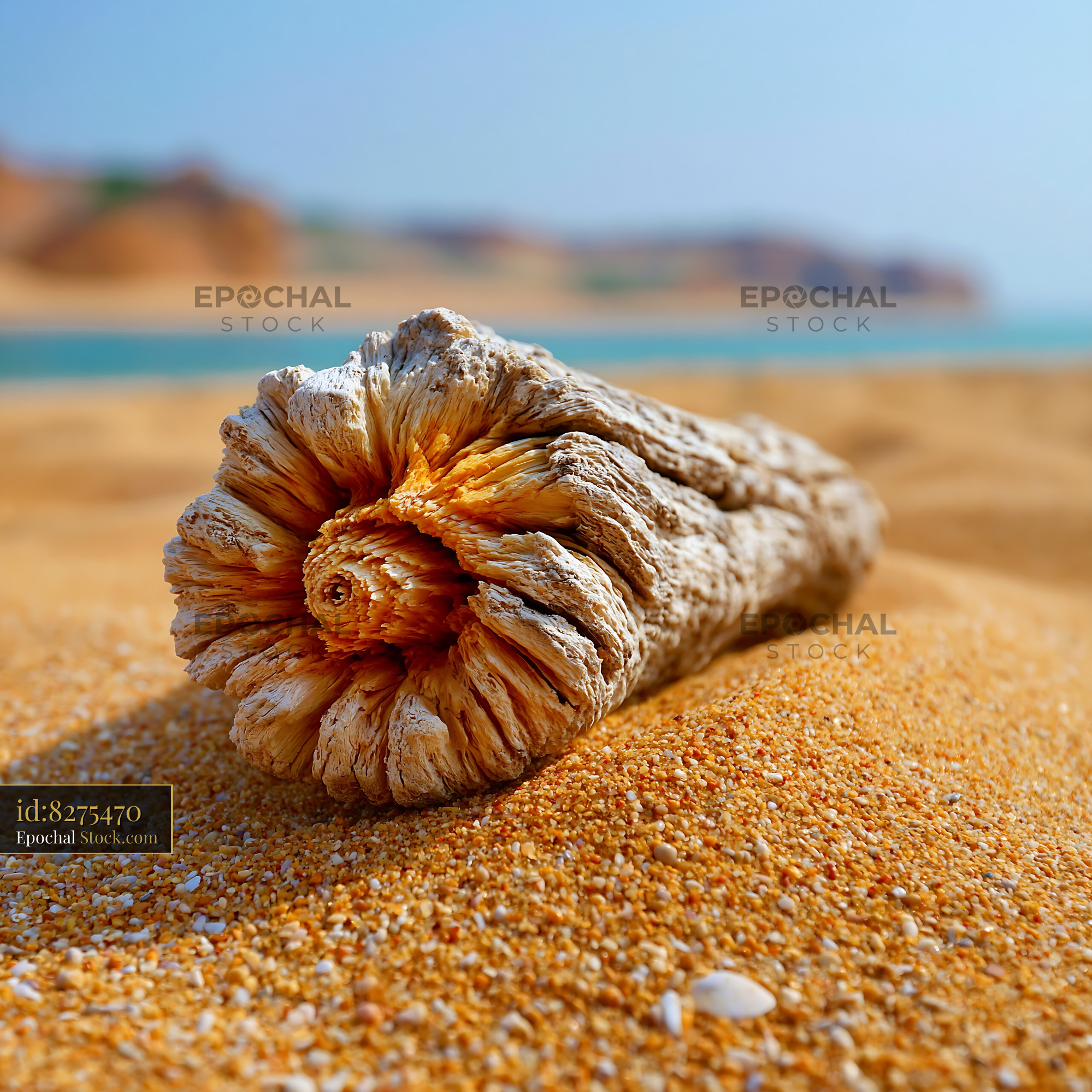 Weathered buried driftwood on a golden sand beach at the coast - stock photo