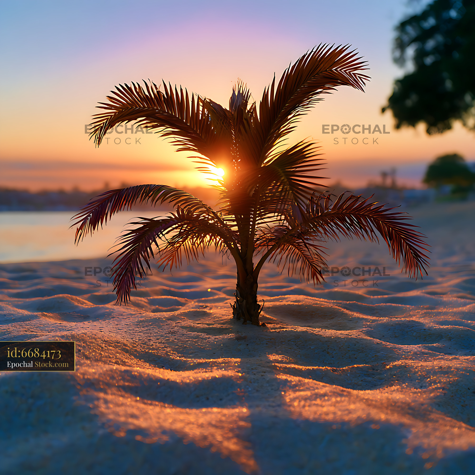 Small palm tree on white sand beach at sunset with golden light - stock photo