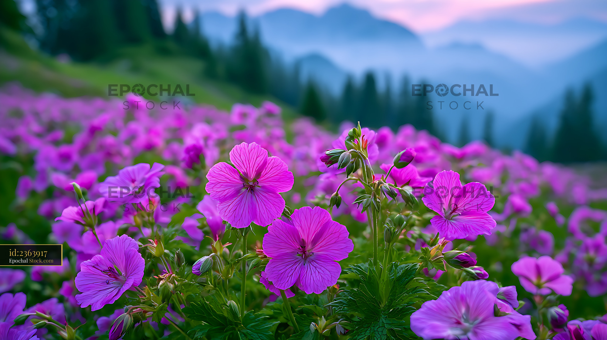 Triglav geranium blooming in a lush alpine meadow with misty mountains - stock photo