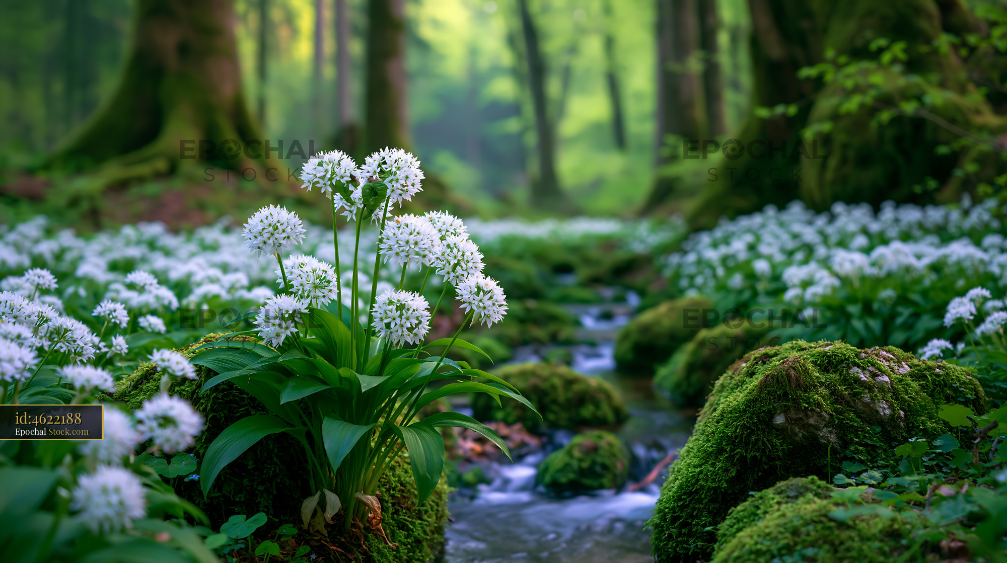 Blooming wild garlic by a peaceful forest stream in spring - stock photo