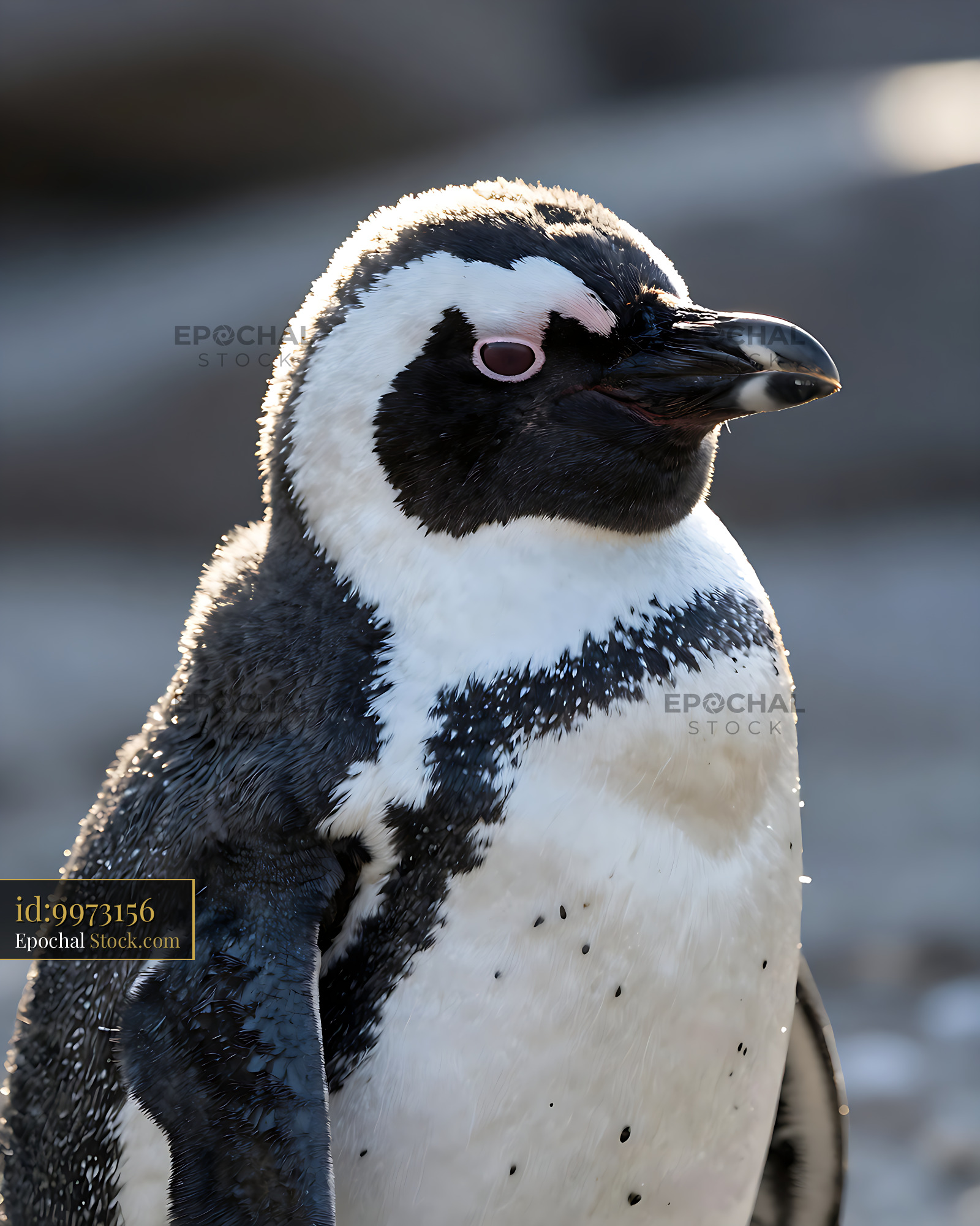 African penguin portrait with golden rim light - stock photo