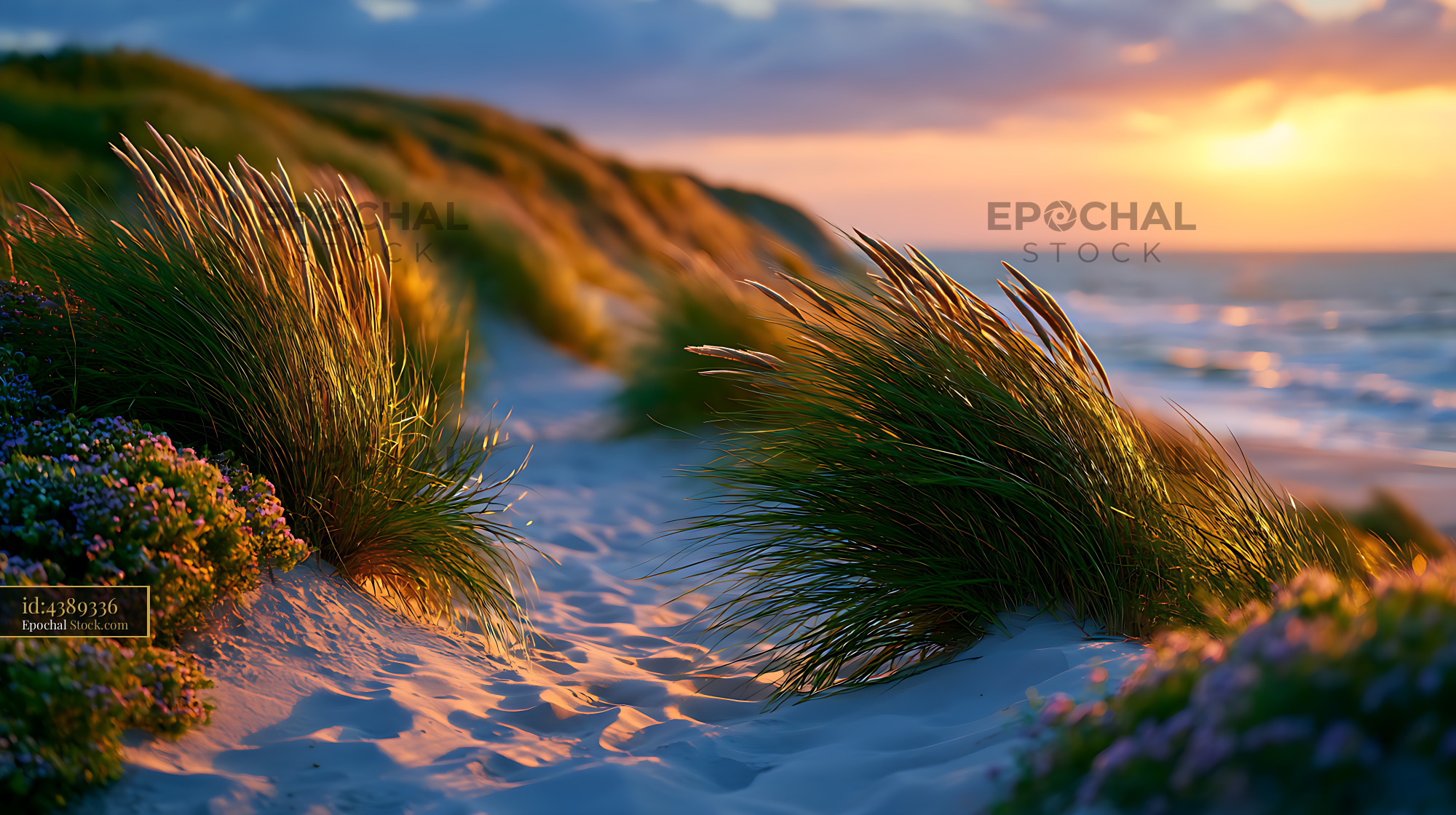 Beach with sea grass and sand dunes during golden hour sunset - stock photo