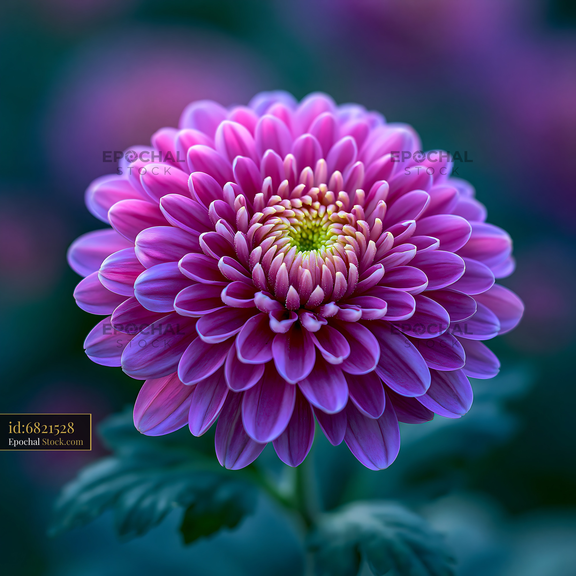 Single violet anemone flower in full bloom with soft bokeh background - stock photo