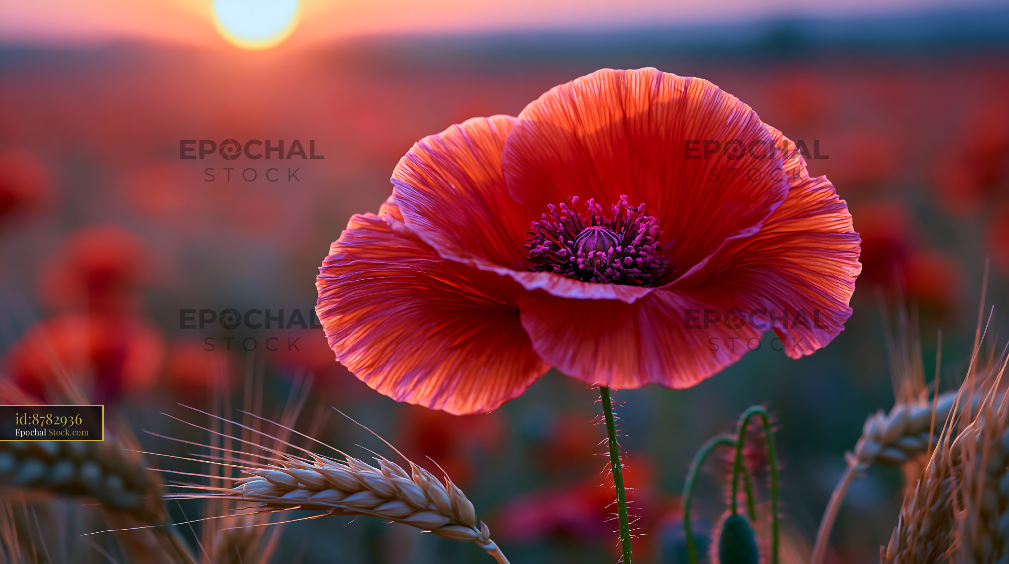 Red poppy flower blooming in a summer field at sunset in Lombardy - stock photo