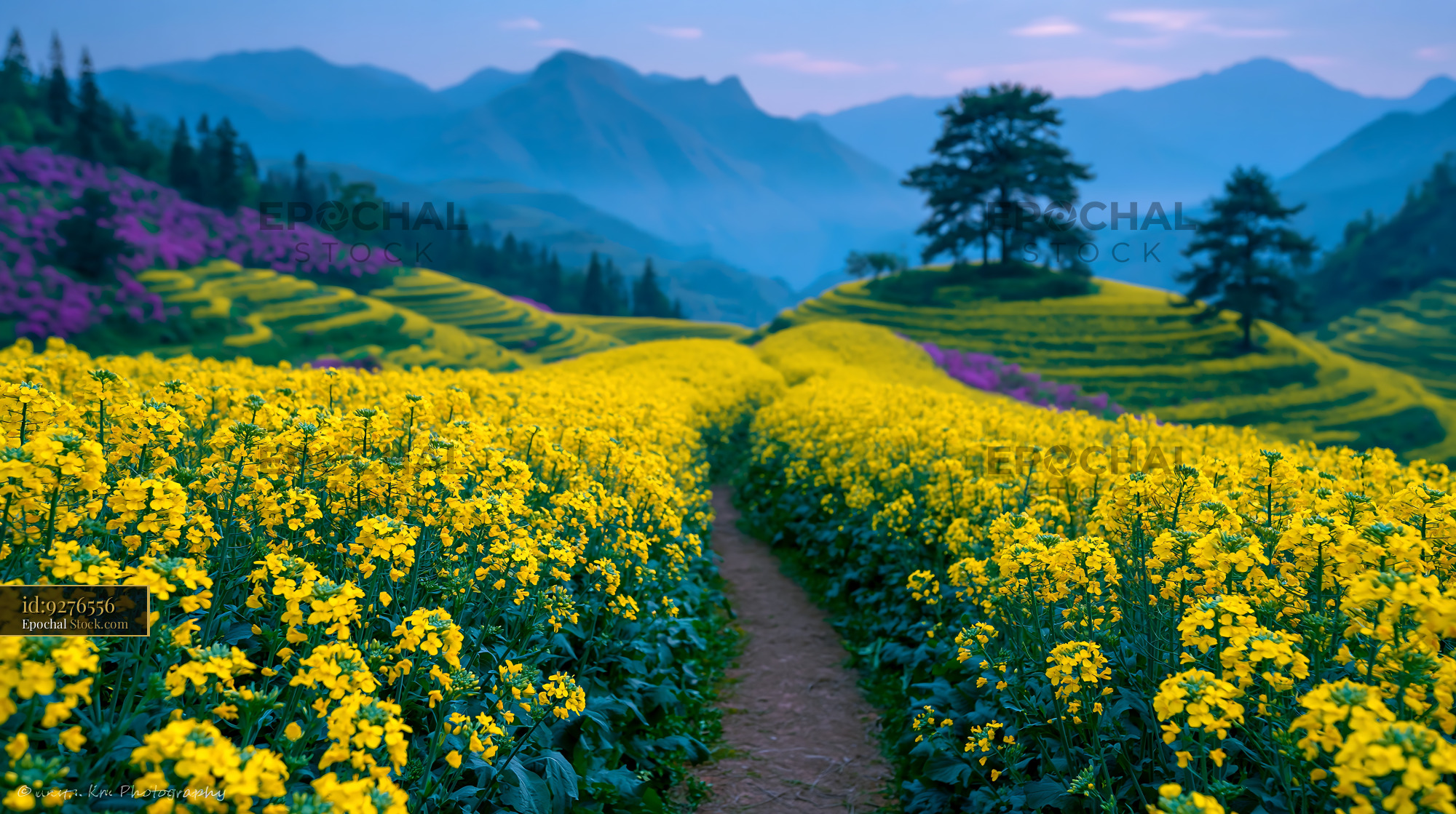 Path through blooming rapeseed fields on terraced hills at dawn - stock photo