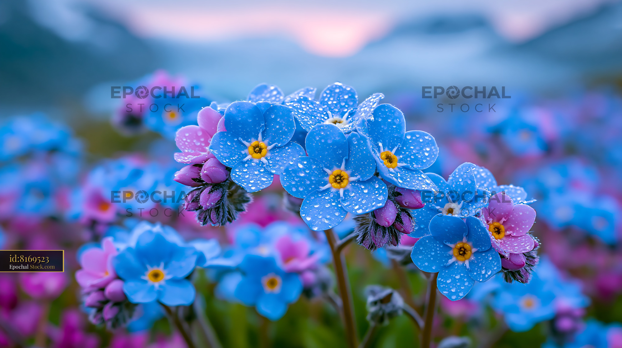 Blue forget-me-not flowers with morning dew in a german wild meadow - stock photo