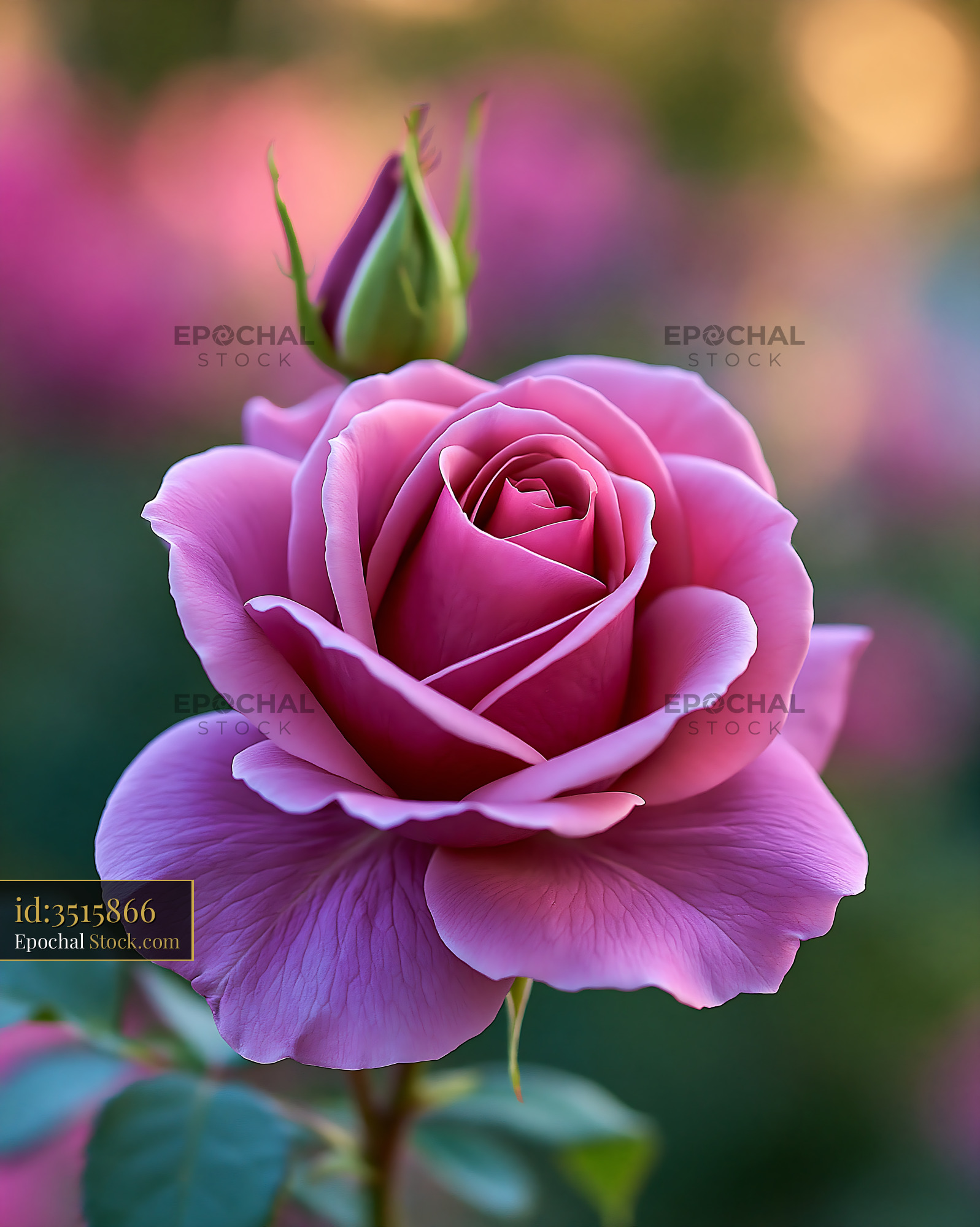 Blooming purple rose with a red tulip closed in a spring garden - stock photo