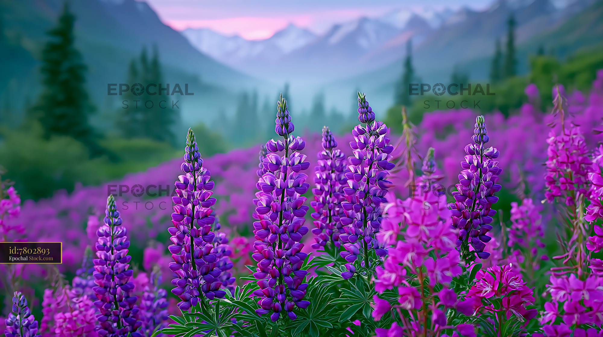 Purple lupines blooming in a tallgrass prairie with mountain backdrop - stock photo