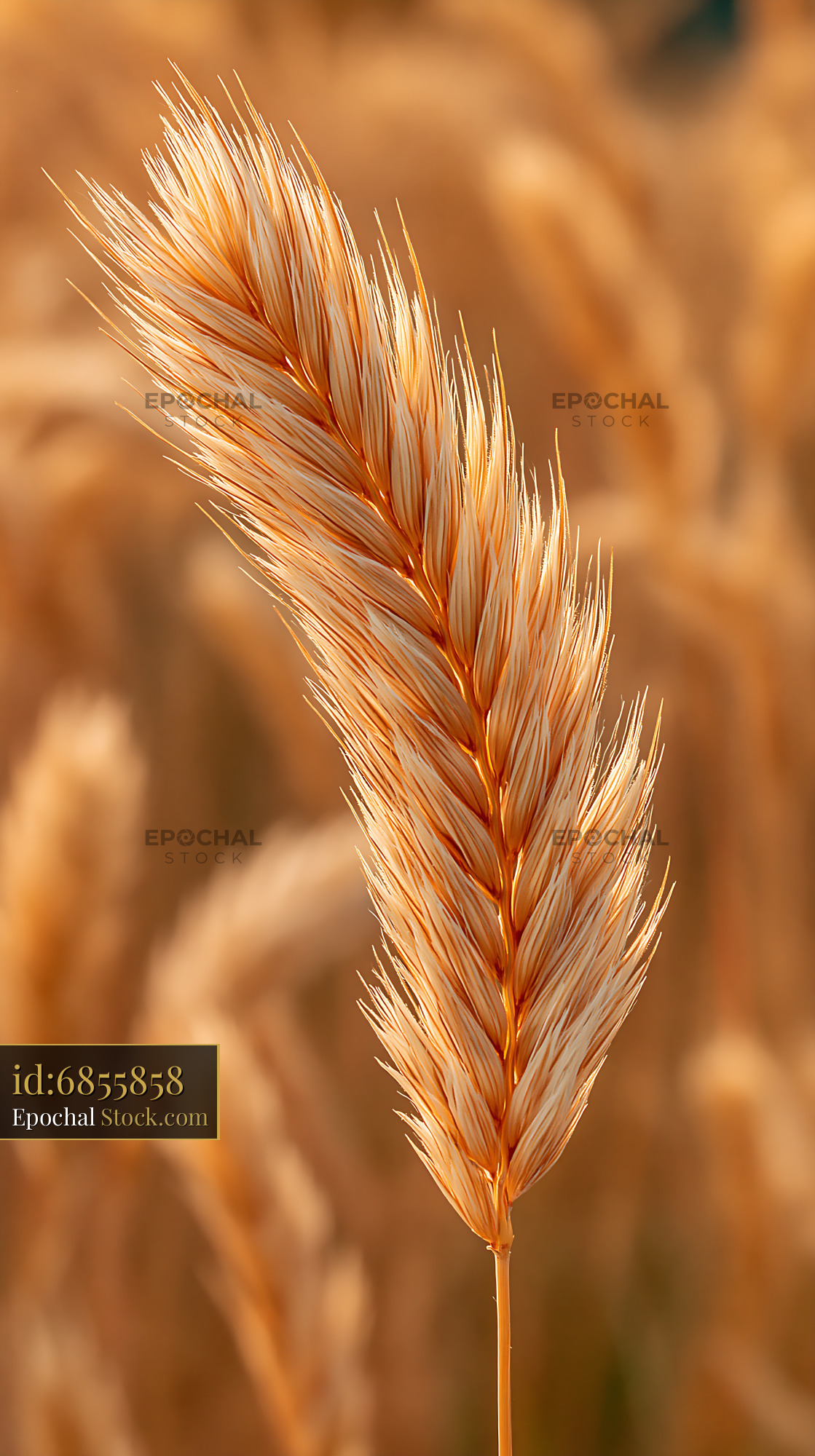 Single ear of golden wheat in a sunny meadow at sunset - stock photo