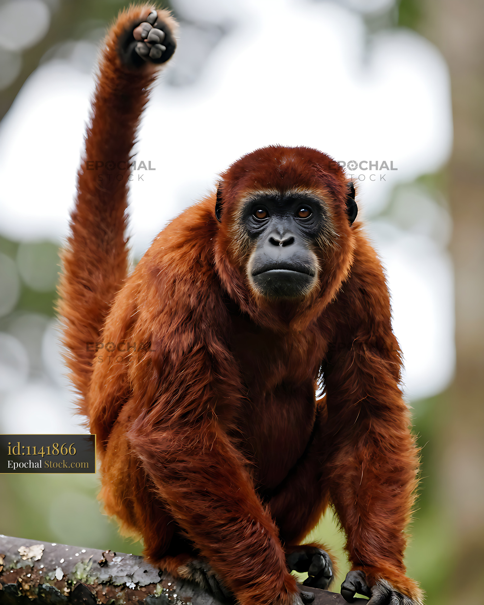 Red howler monkey looking at camera while sitting on a forest branch - stock photo