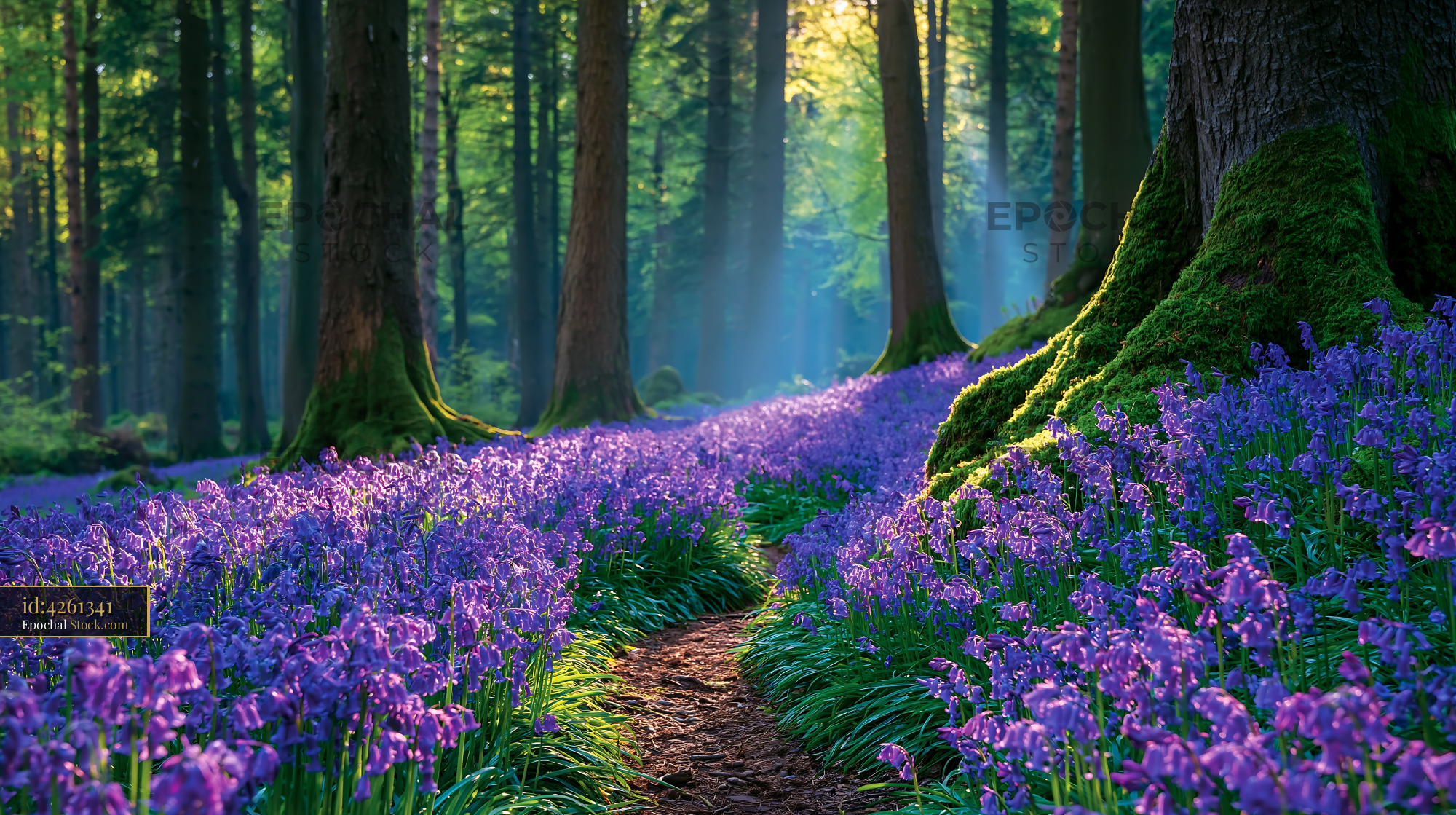 Forest path through blooming welsh marsh marigold under golden sunbeam - stock photo