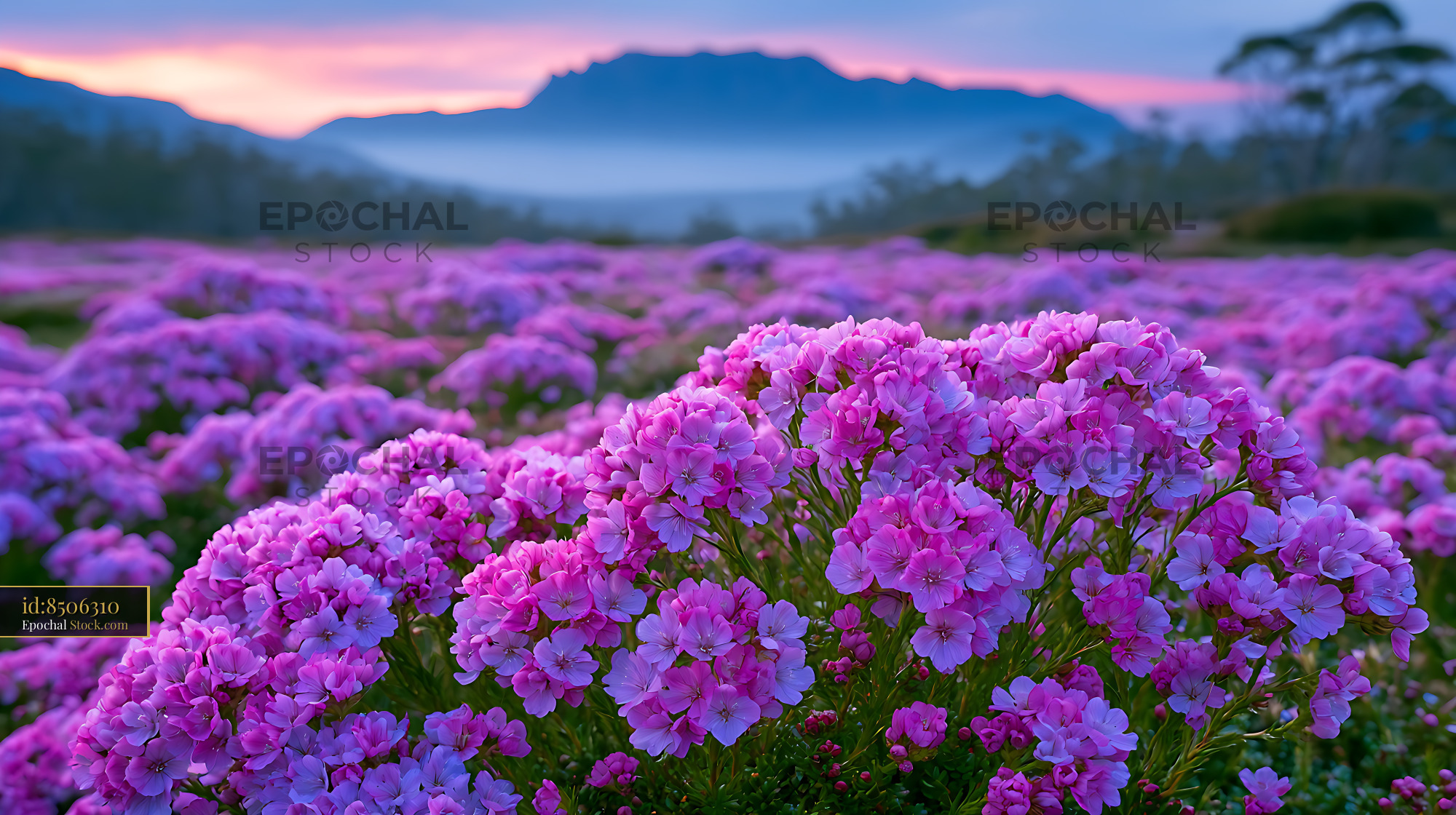Pink wildflowers blooming in Tasmanian alpine meadow at sunset - stock photo