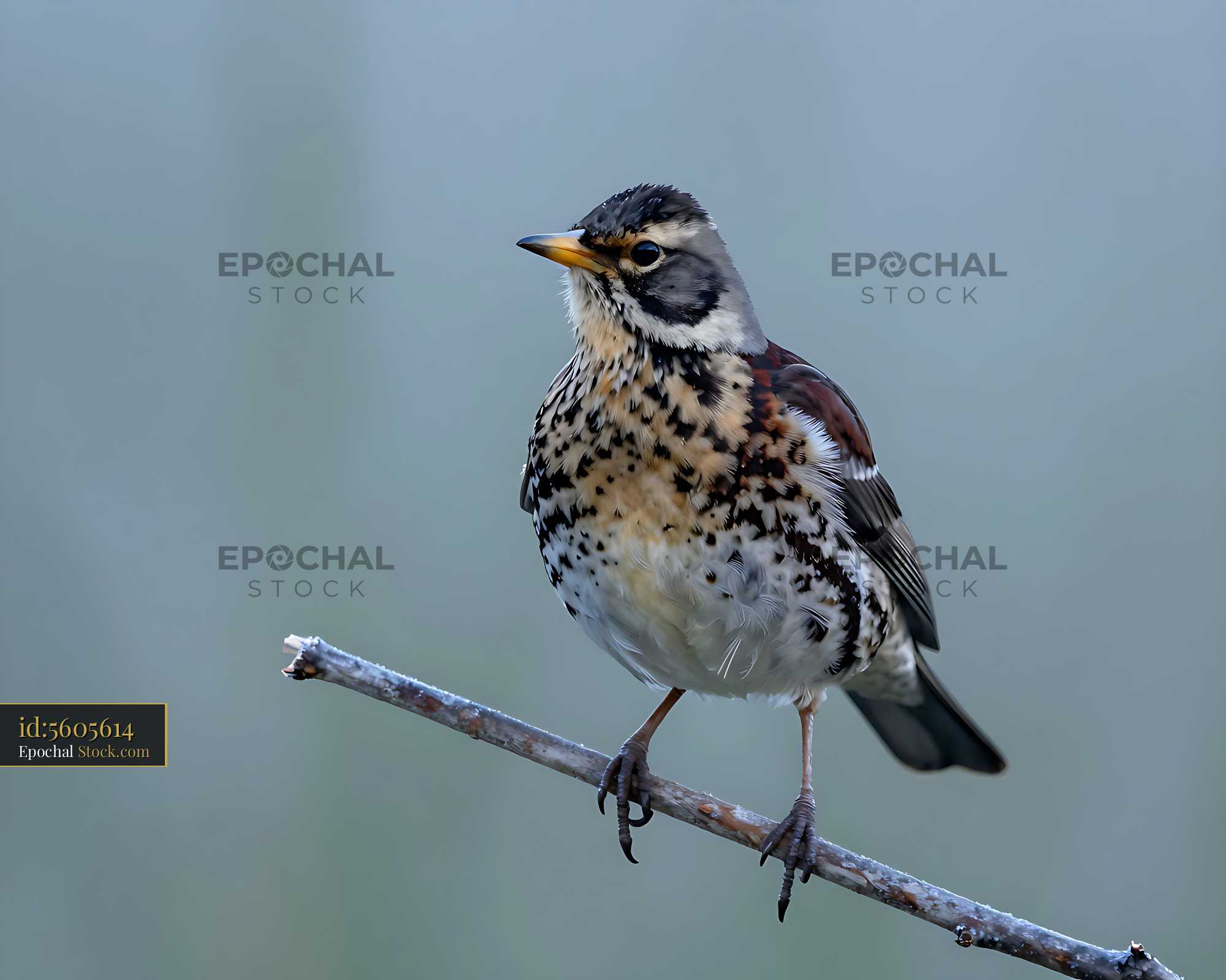 Fieldfare perched on a frosted branch during a misty winter morning - stock photo