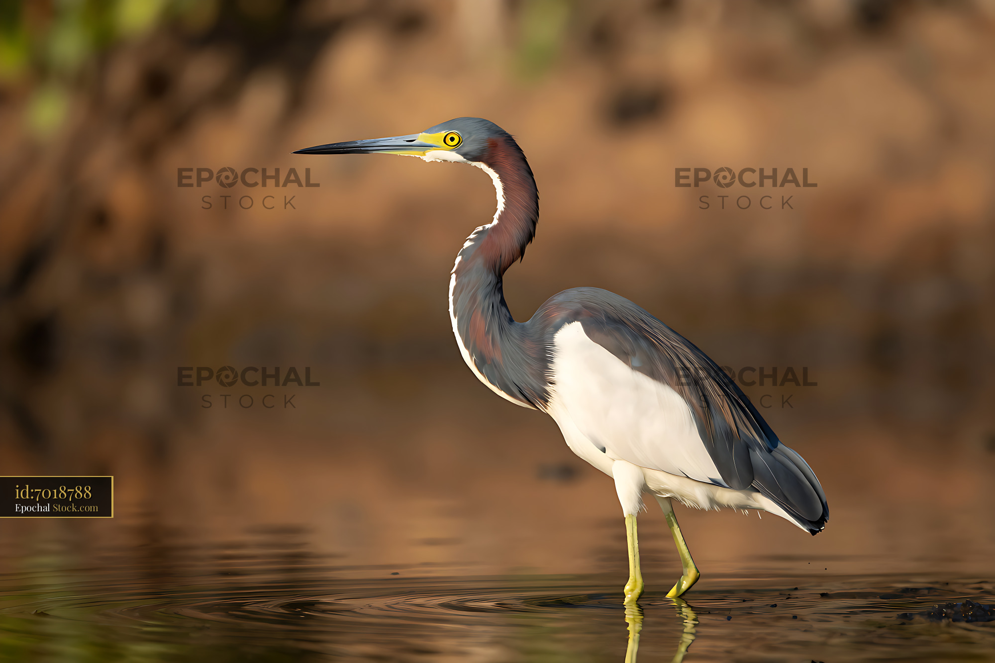 Tricolored heron wading in calm water during golden hour