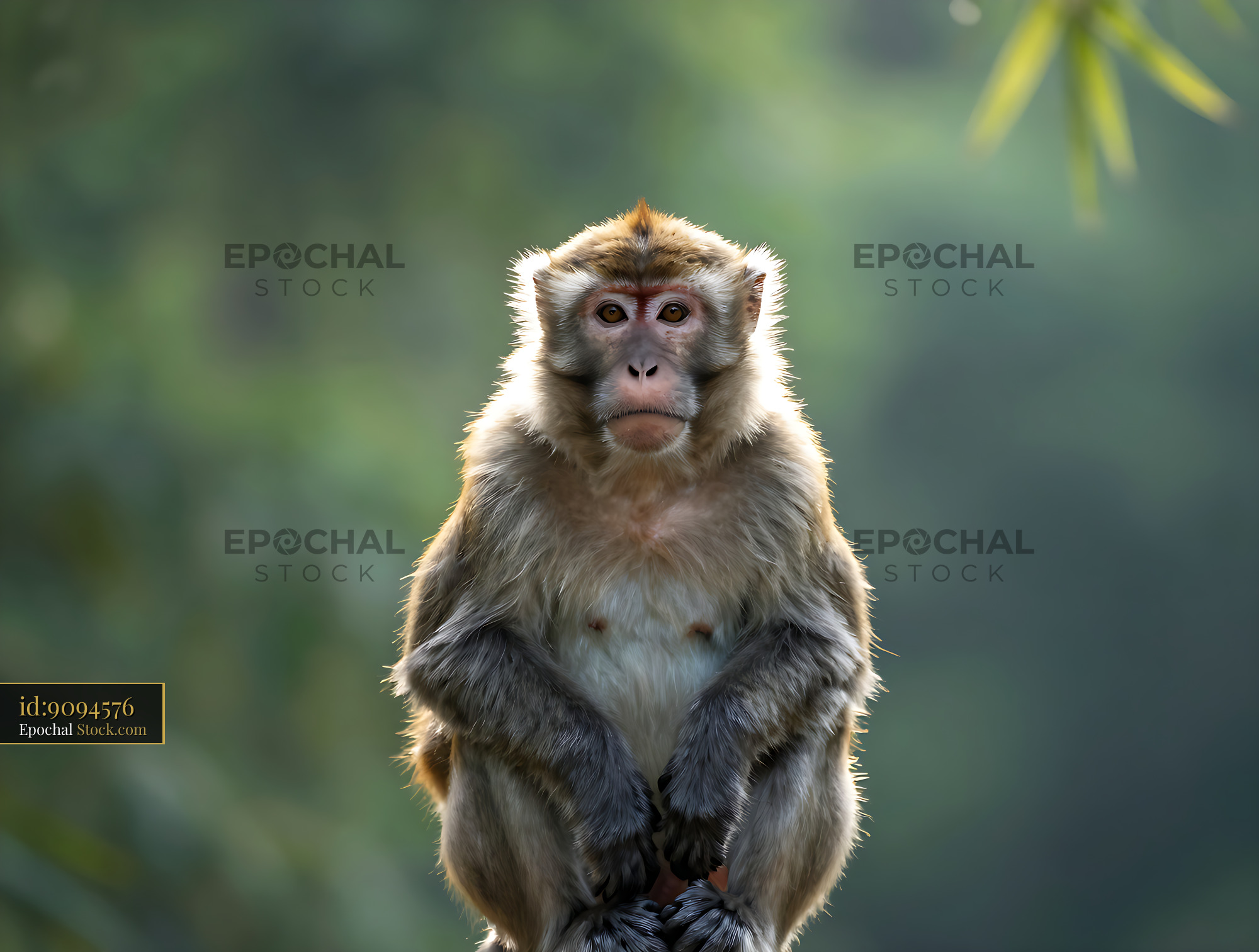 Crab-eating macaque sitting in a lush forest during golden hour - stock photo