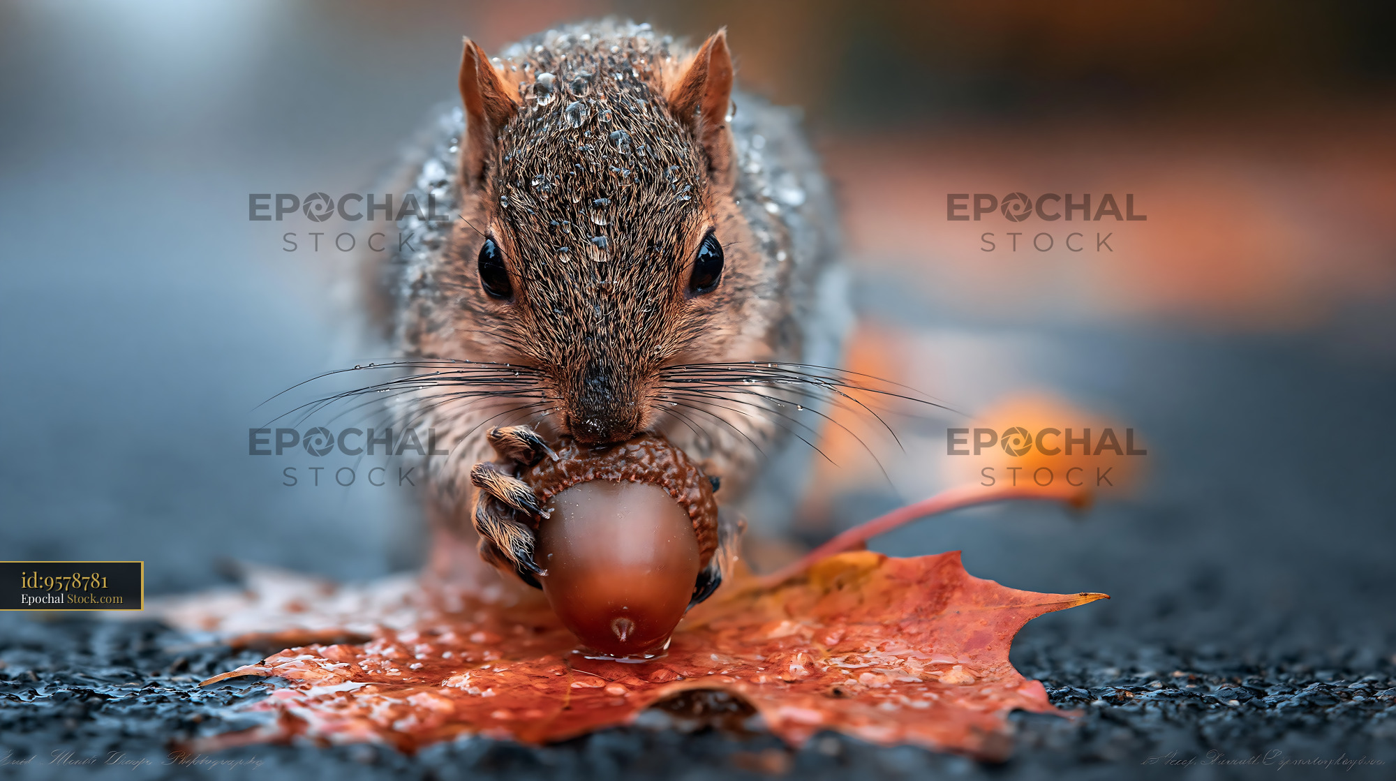 Wet squirrel holding an acorn on a fallen maple leaf after rain