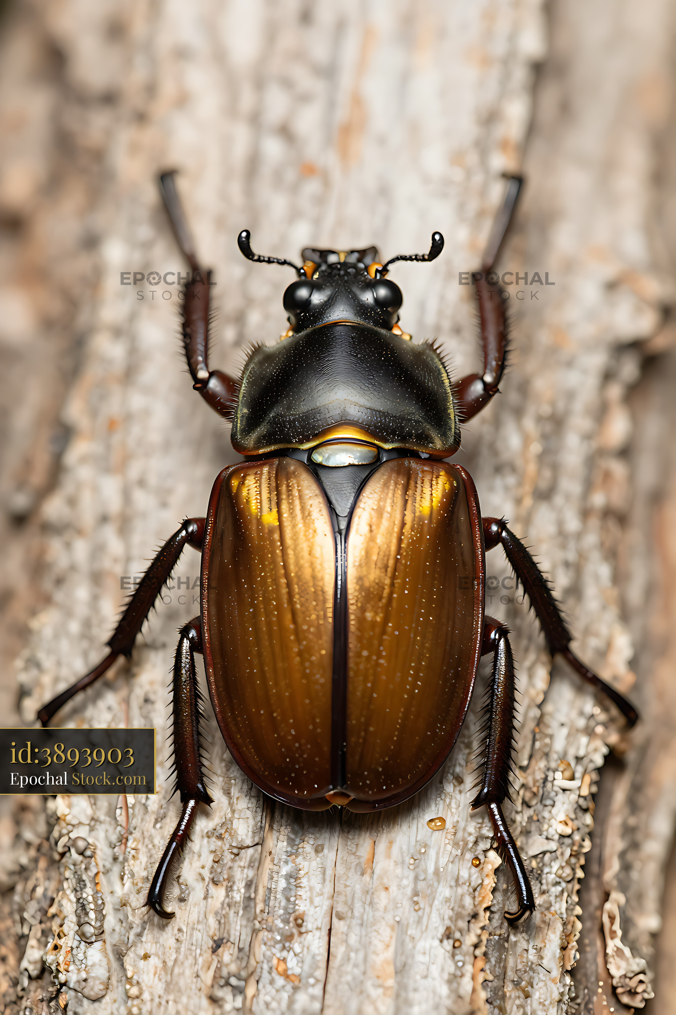 Allotopus rosenbergi stag beetle resting on textured tree bark