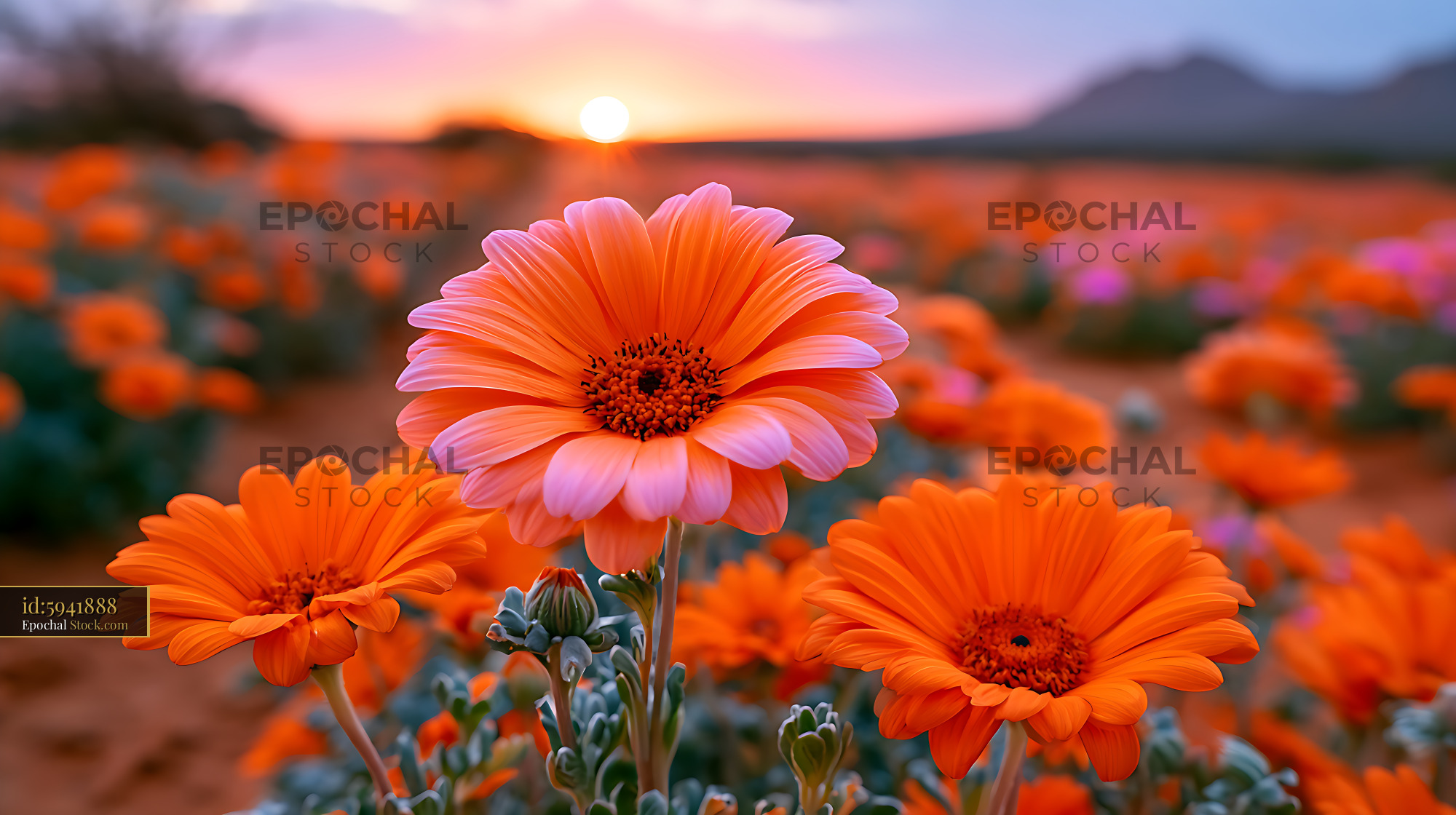 Orange Namaqualand daisies blooming in the desert at sunset - stock photo