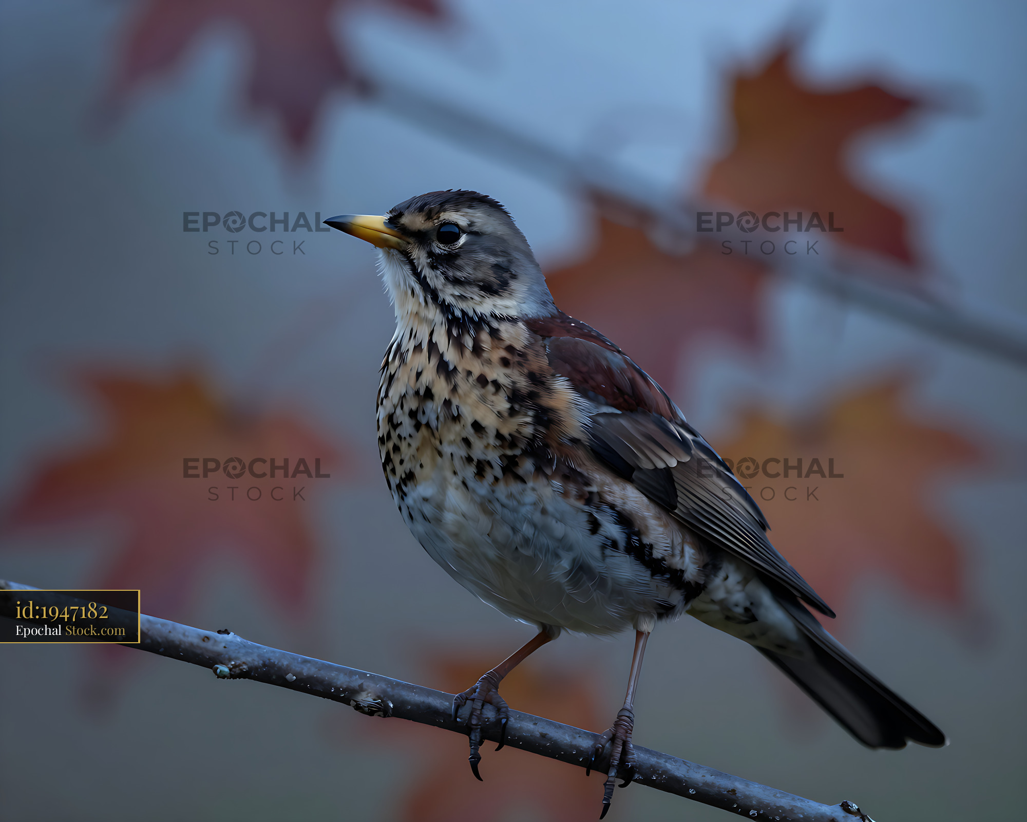 Fieldfare bird perching on a branch with autumn maple leaves - stock photo