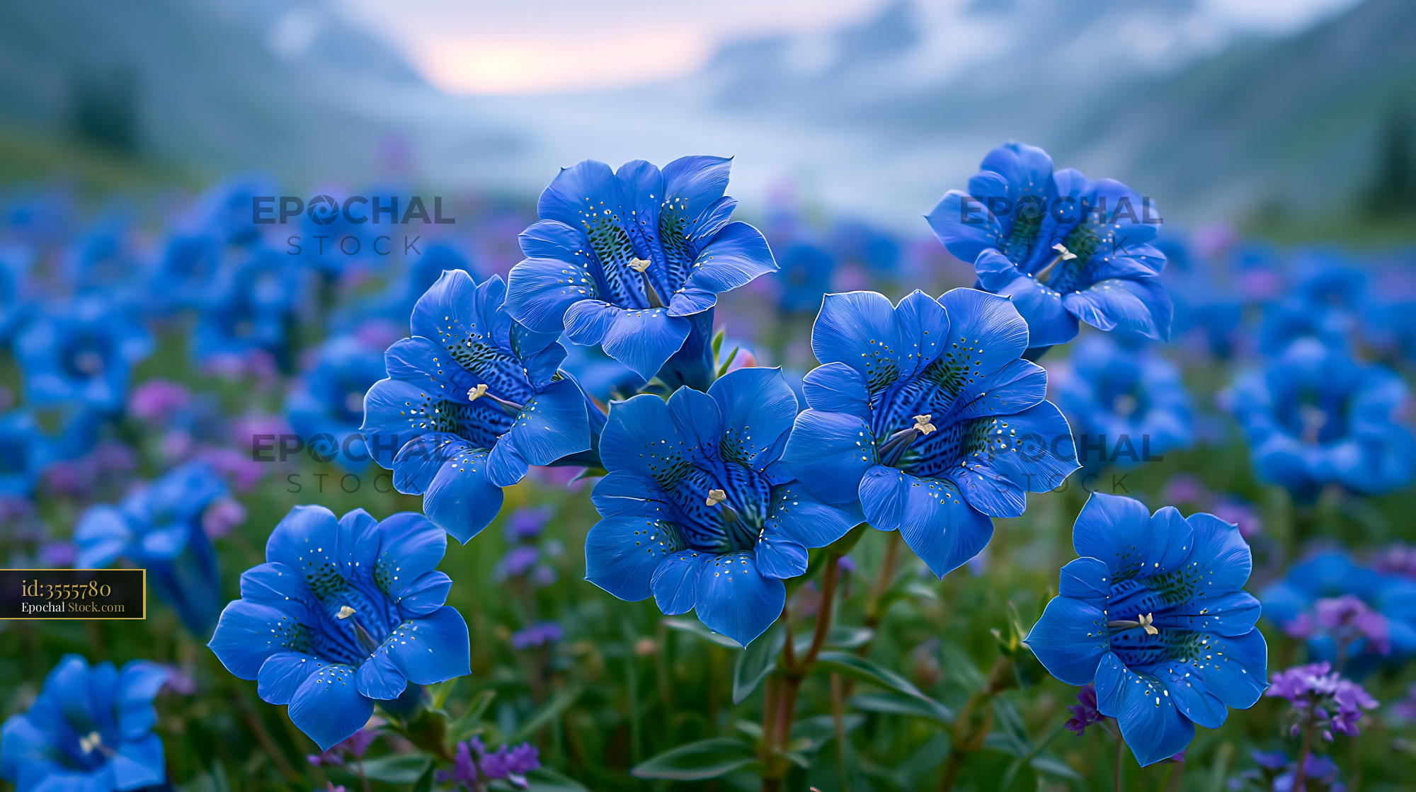 Vibrant blue gentian flowers blooming in a sardinian coastal meadow - stock photo