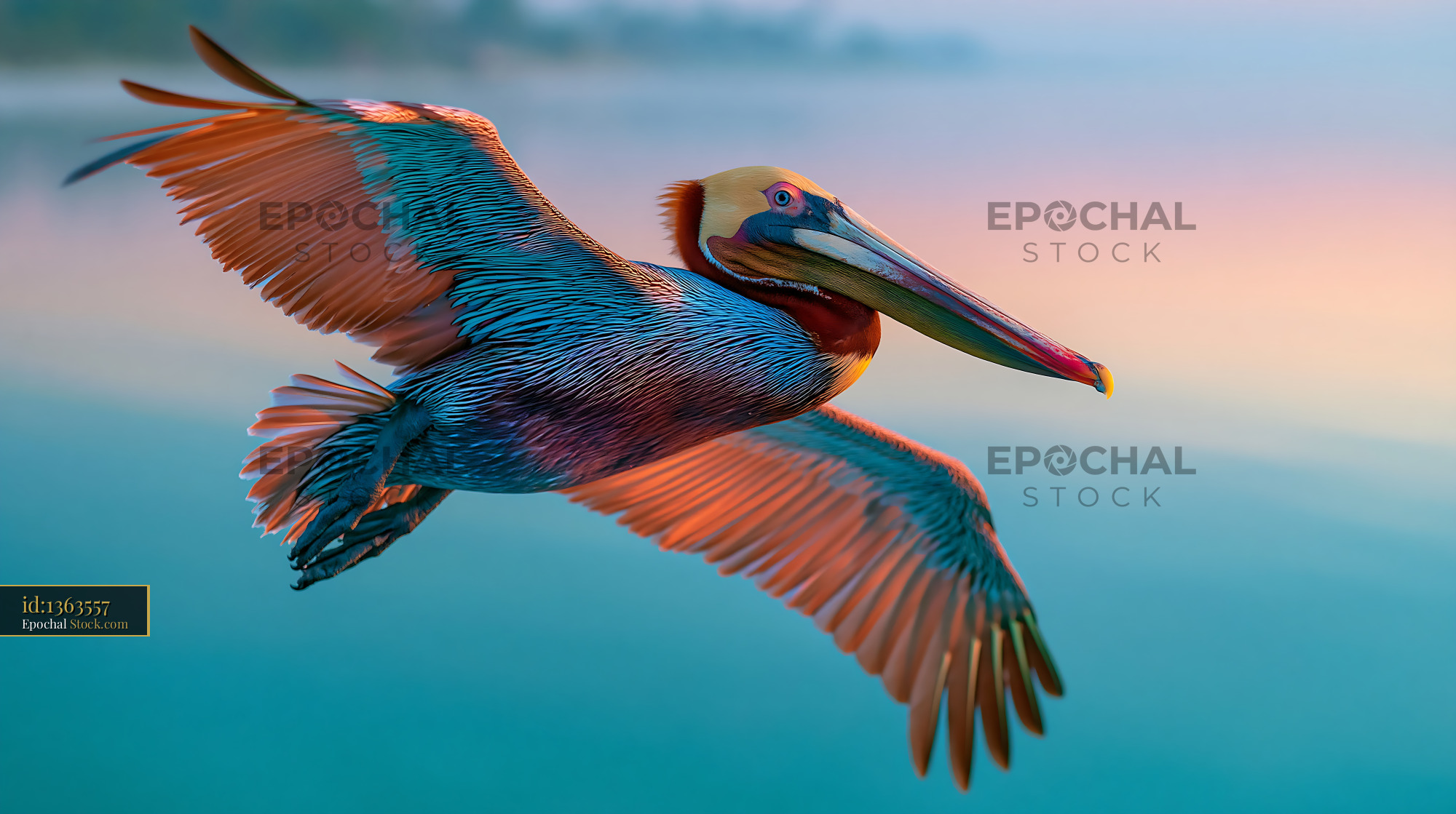 Brown pelican soaring over the sea during a vibrant sunset - stock photo