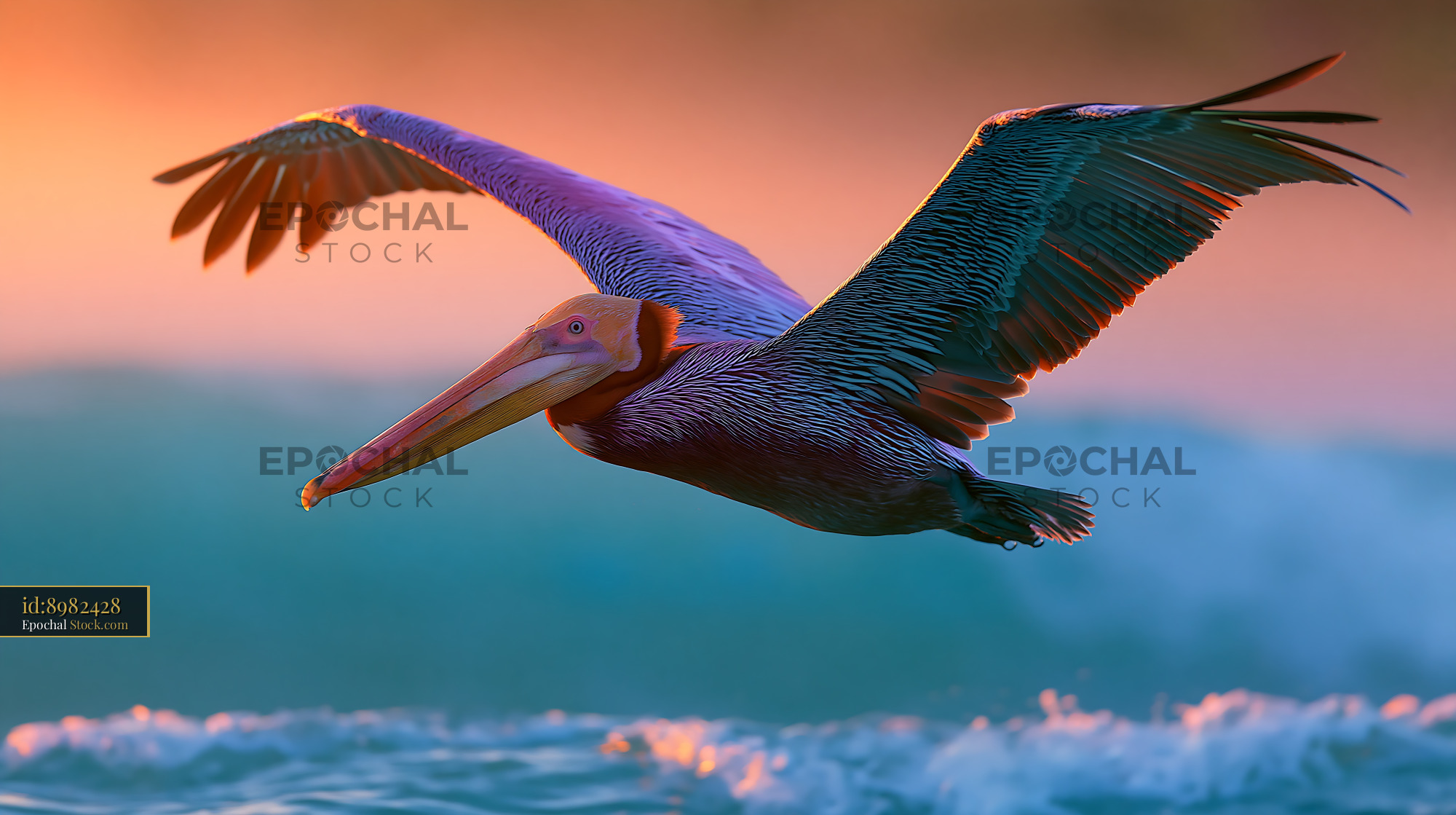 Brown pelican flying low over ocean waves during a vibrant sunset - stock photo