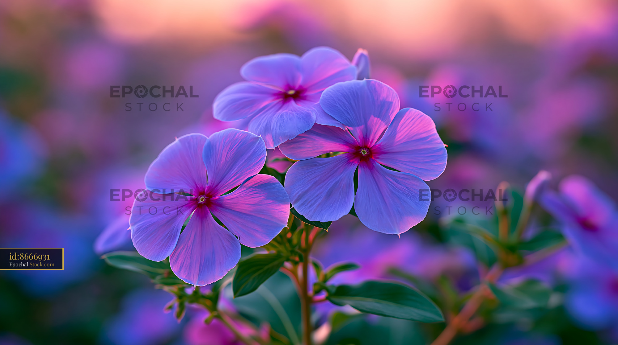 Vibrant purple alpine flowers blooming at sunset on Mount Kenya - stock photo