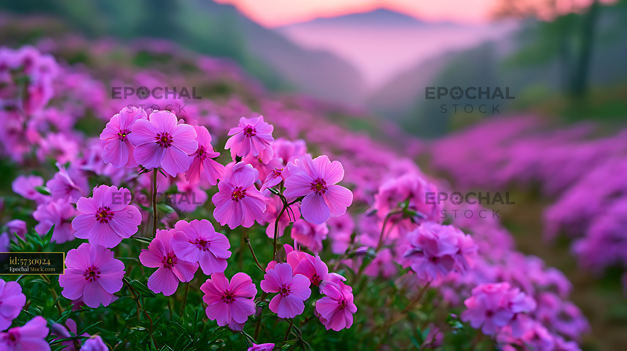 Vibrant hokkaido pink moss phlox blooming in mountain landscape - stock photo