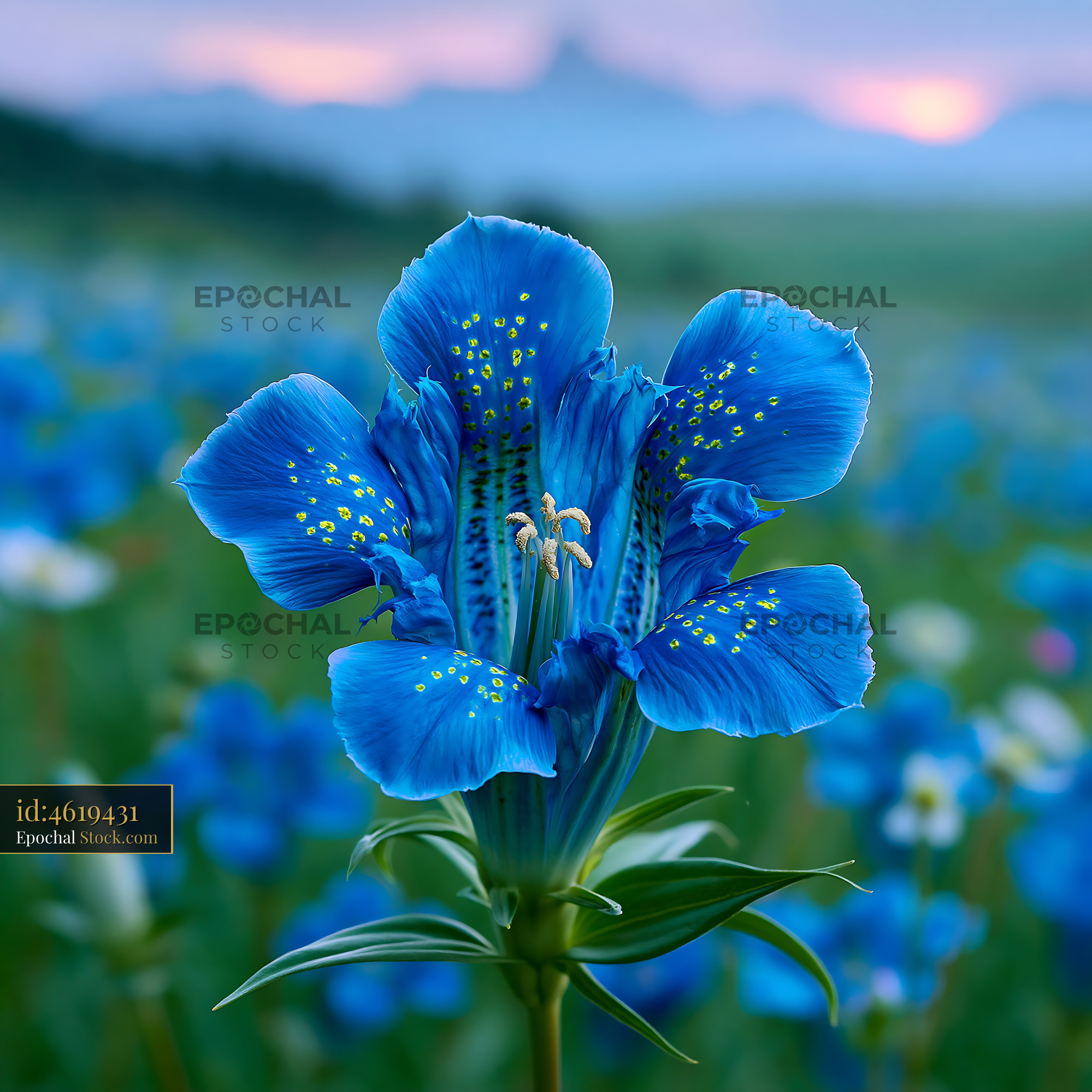 Vibrant blue gentian flower blooming in an alpine mountain meadow - stock photo