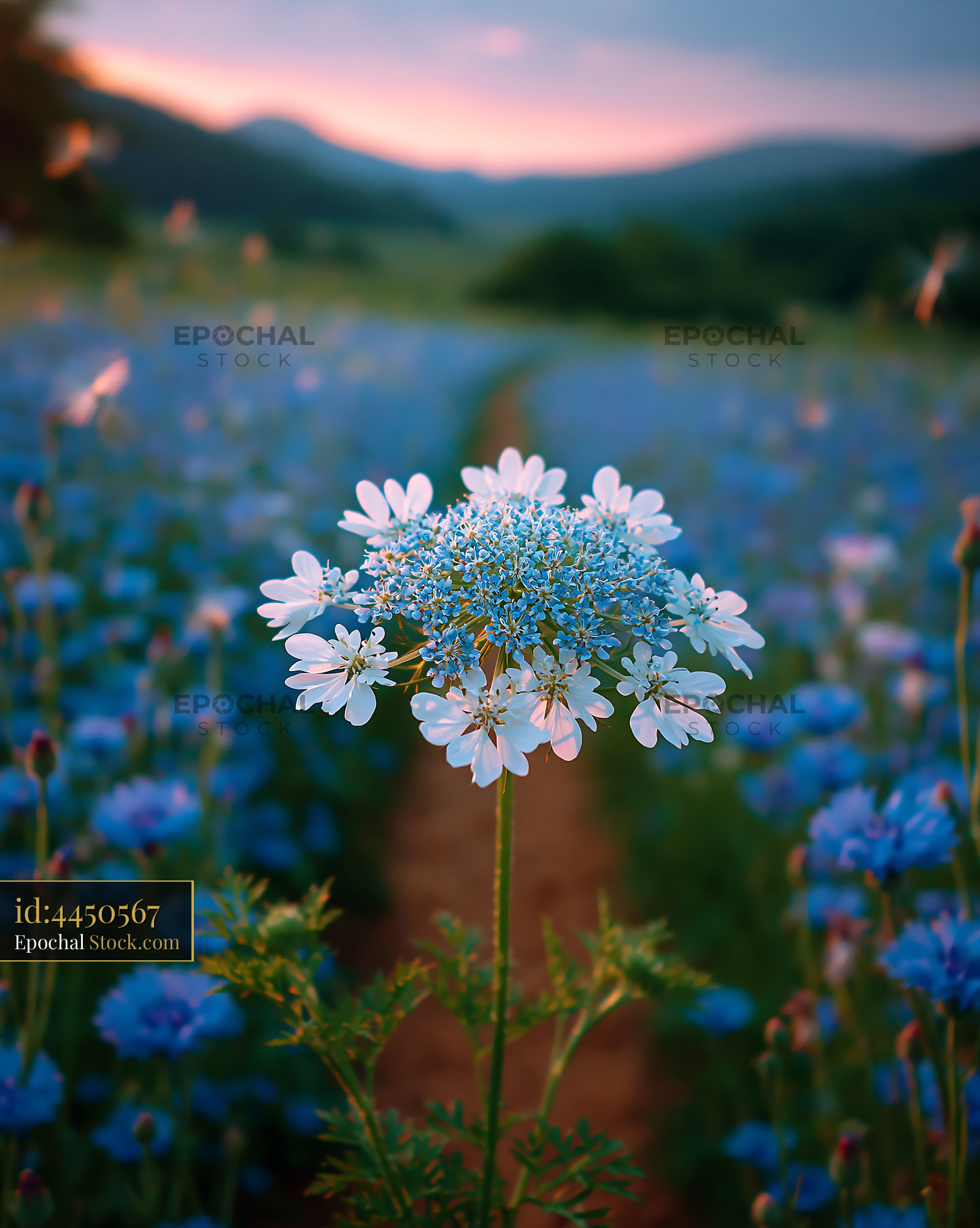 White wildflower in blue cornflower meadow at sunset with hills