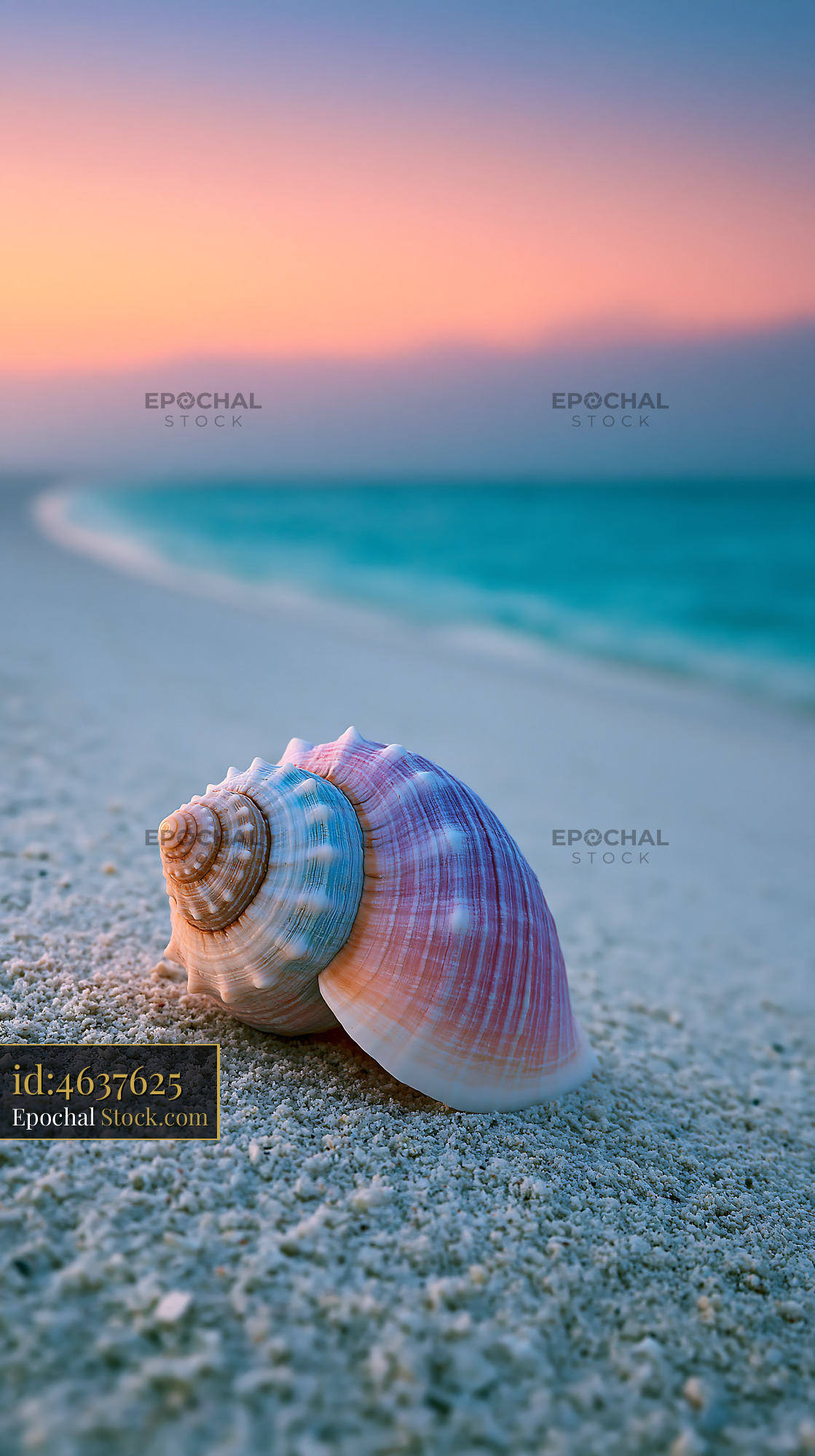 Colorful seashell on a remote white sand beach during sunset