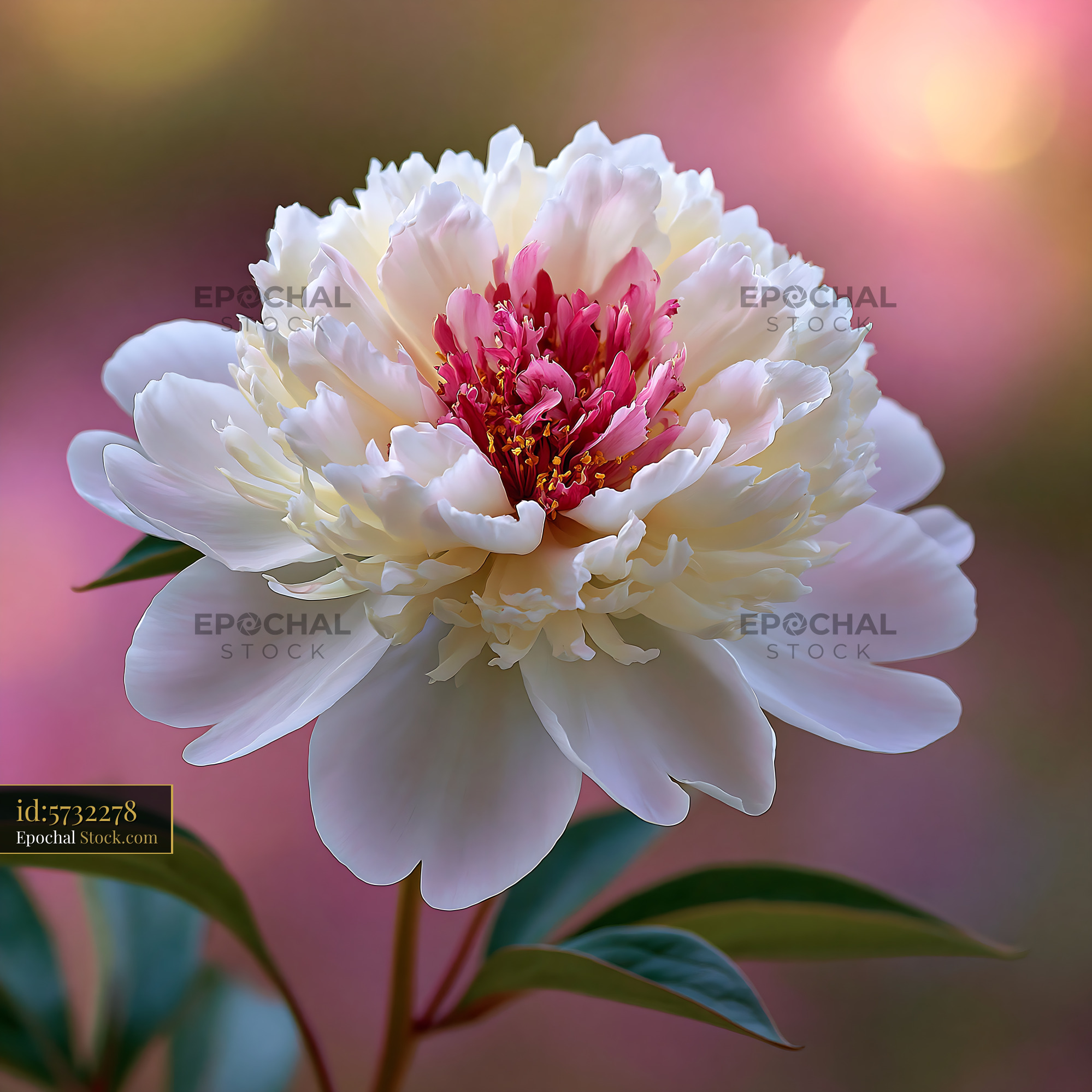 Pink dahlia plate flower blooming in soft golden hour light - stock photo