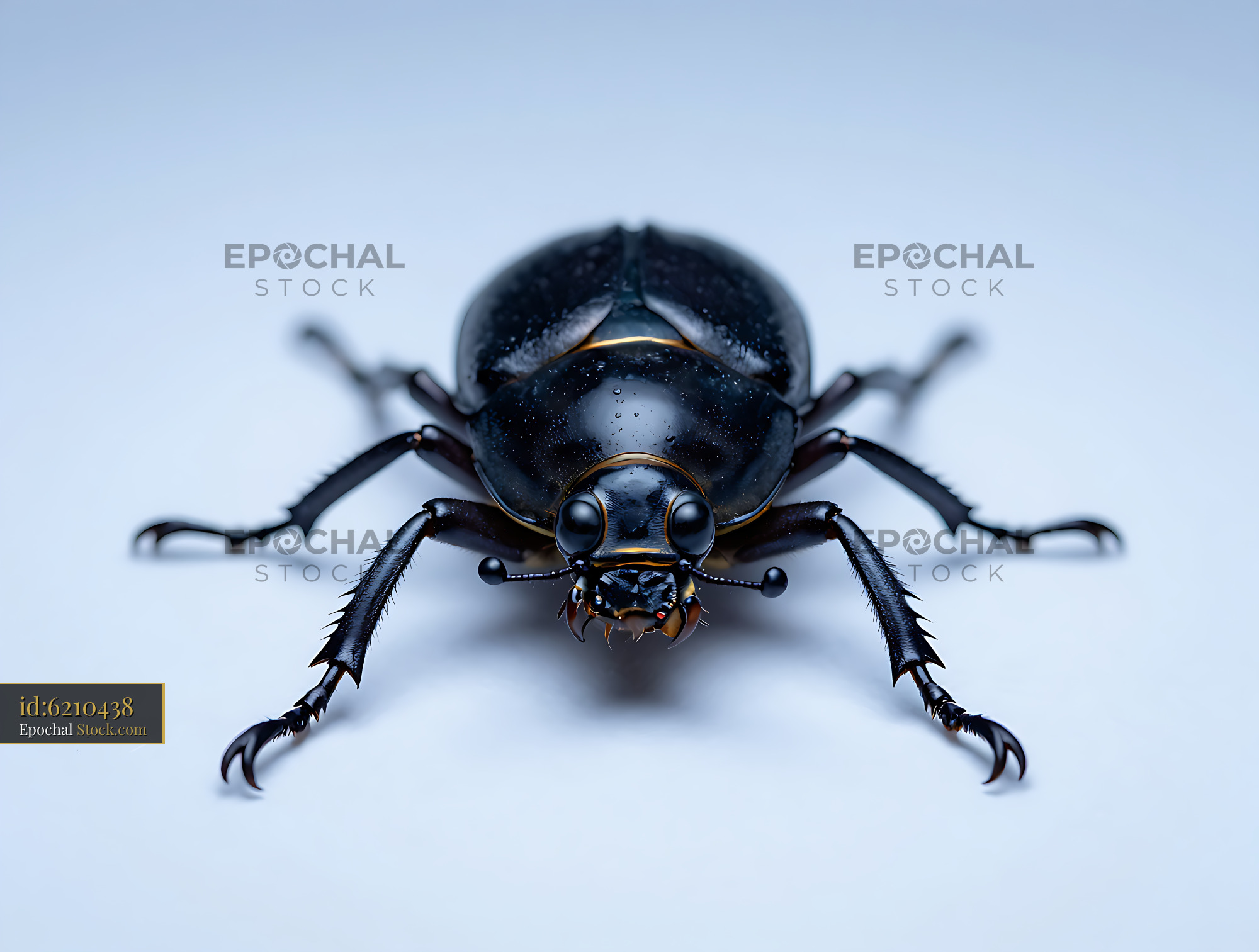 Female hercules beetle on a clean light blue background - stock photo