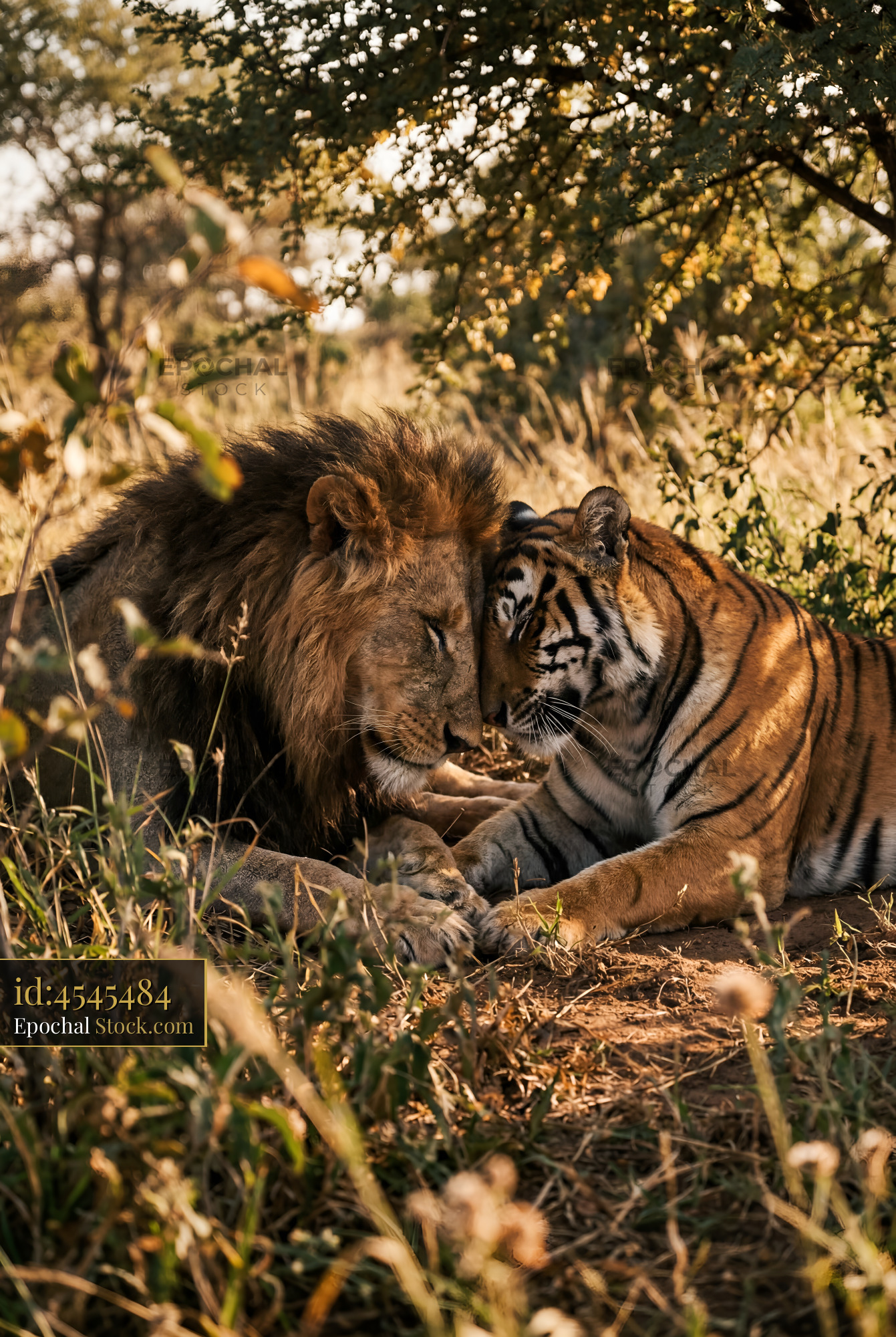 Lions and tigers rest together under a tree in nature Premium Stock Photo - stock photo