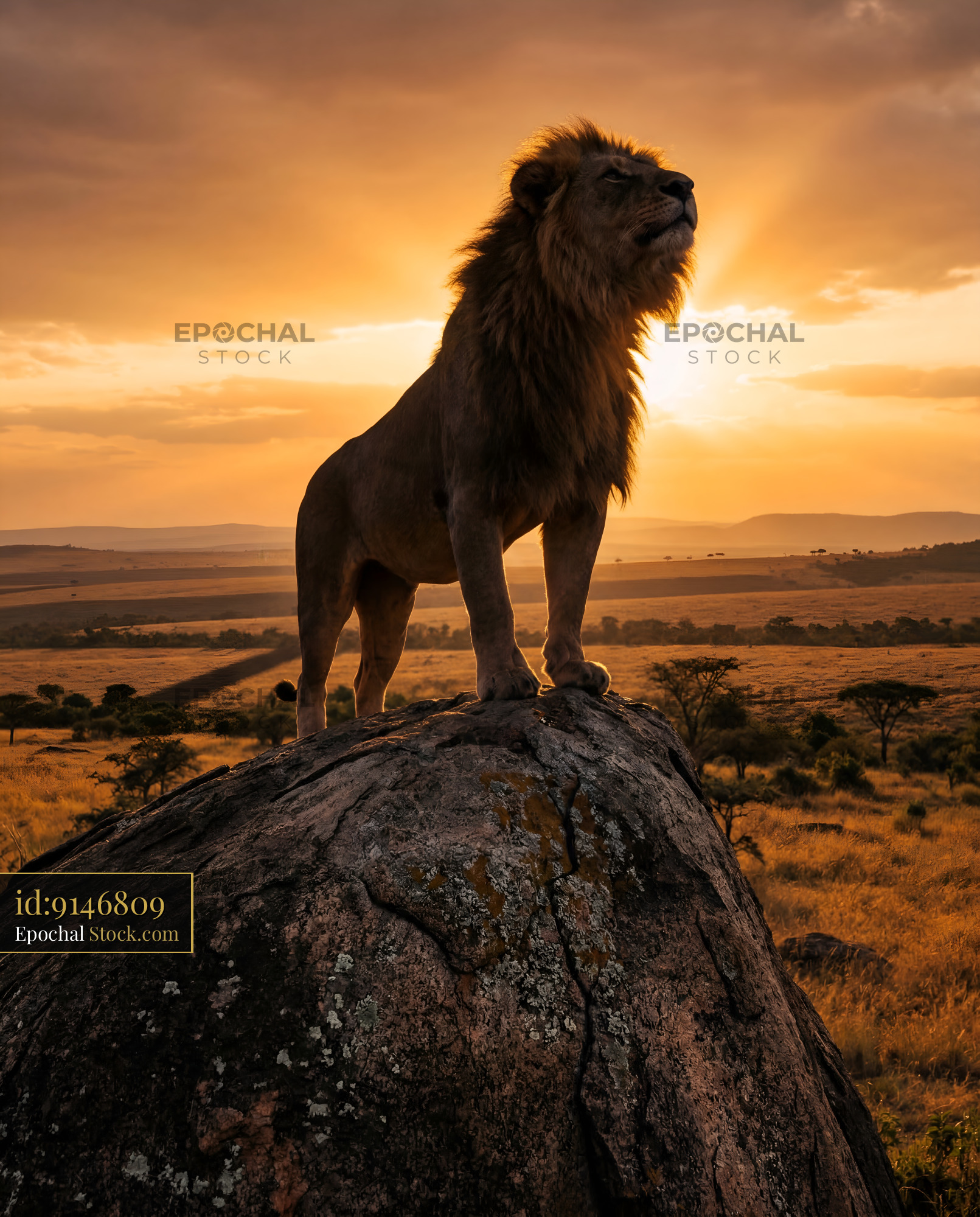 Lion stands on rock against sunset in savannah Premium Stock Image - stock photo