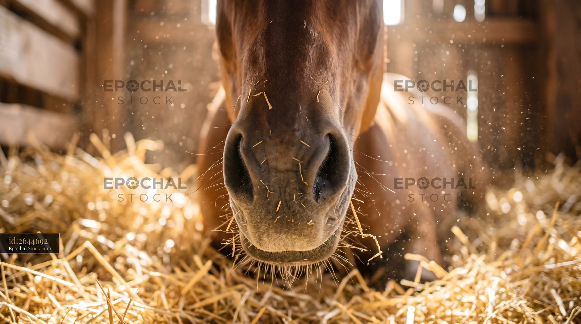 Rustic Golden Hay Horse Muzzle Soft Detail - stock photo