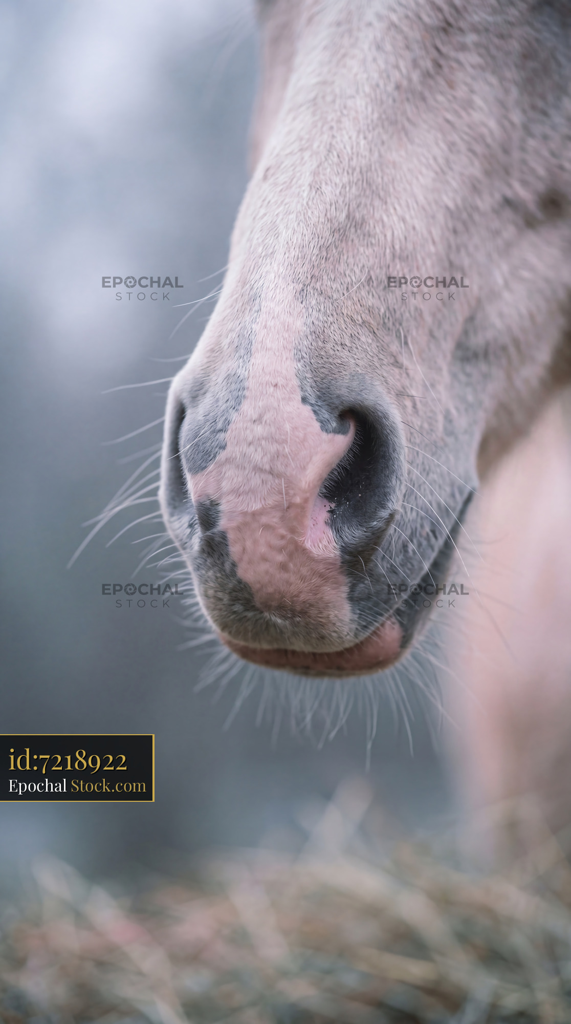 Soft Velvety Horse Nose Macro Detail - stock photo