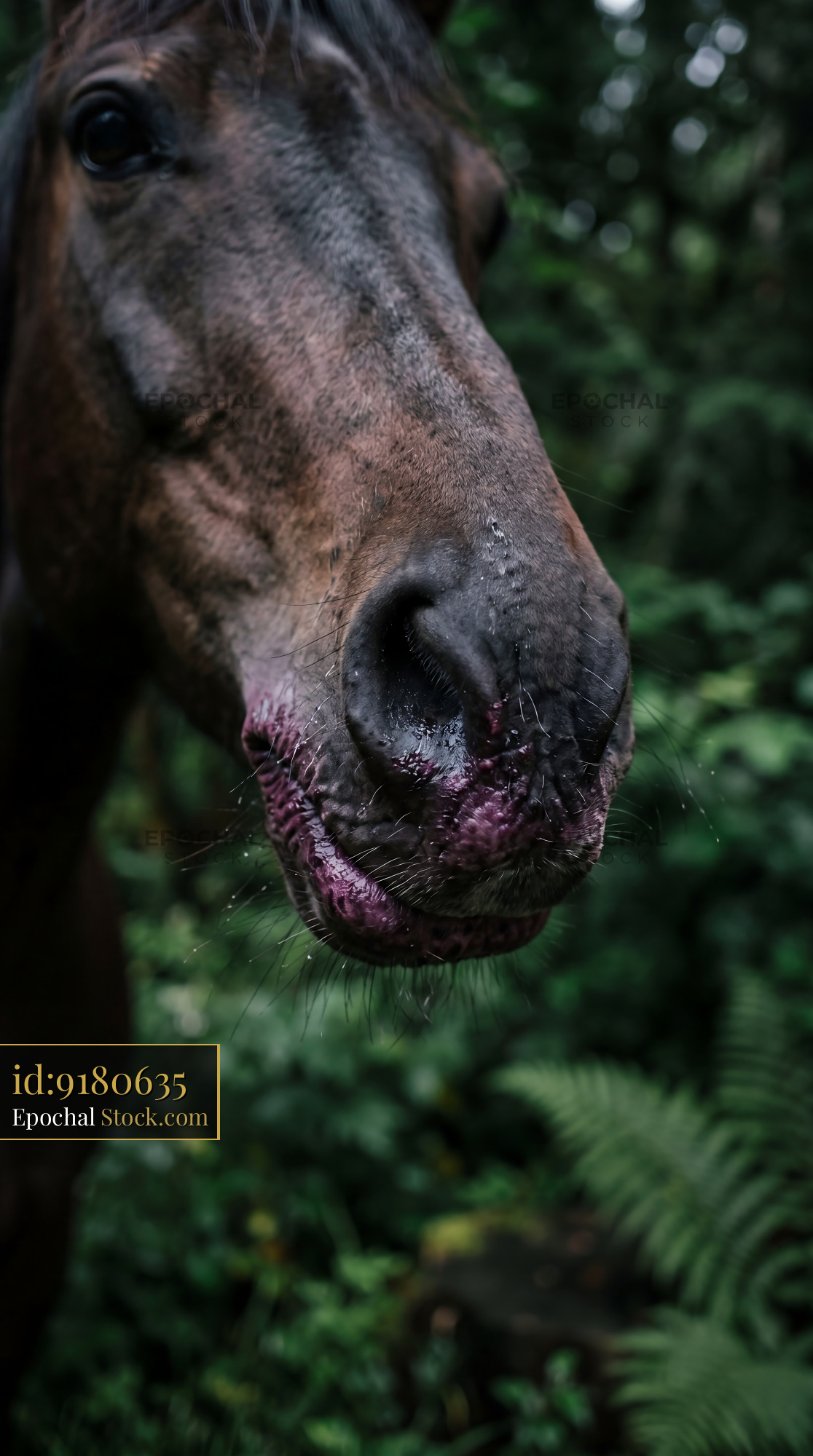 Wild Horse Nose with Elderberry Stained Lips - stock photo