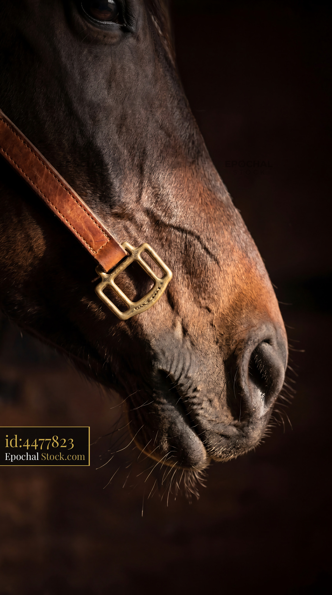 Rustic Horse Nose & Leather Halter Detail - stock photo