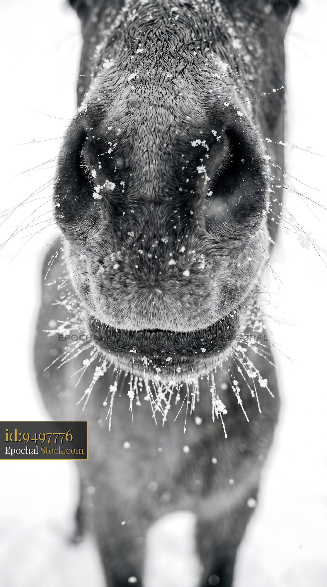 Winter Horse Nose with Snowflakes Macro - stock photo