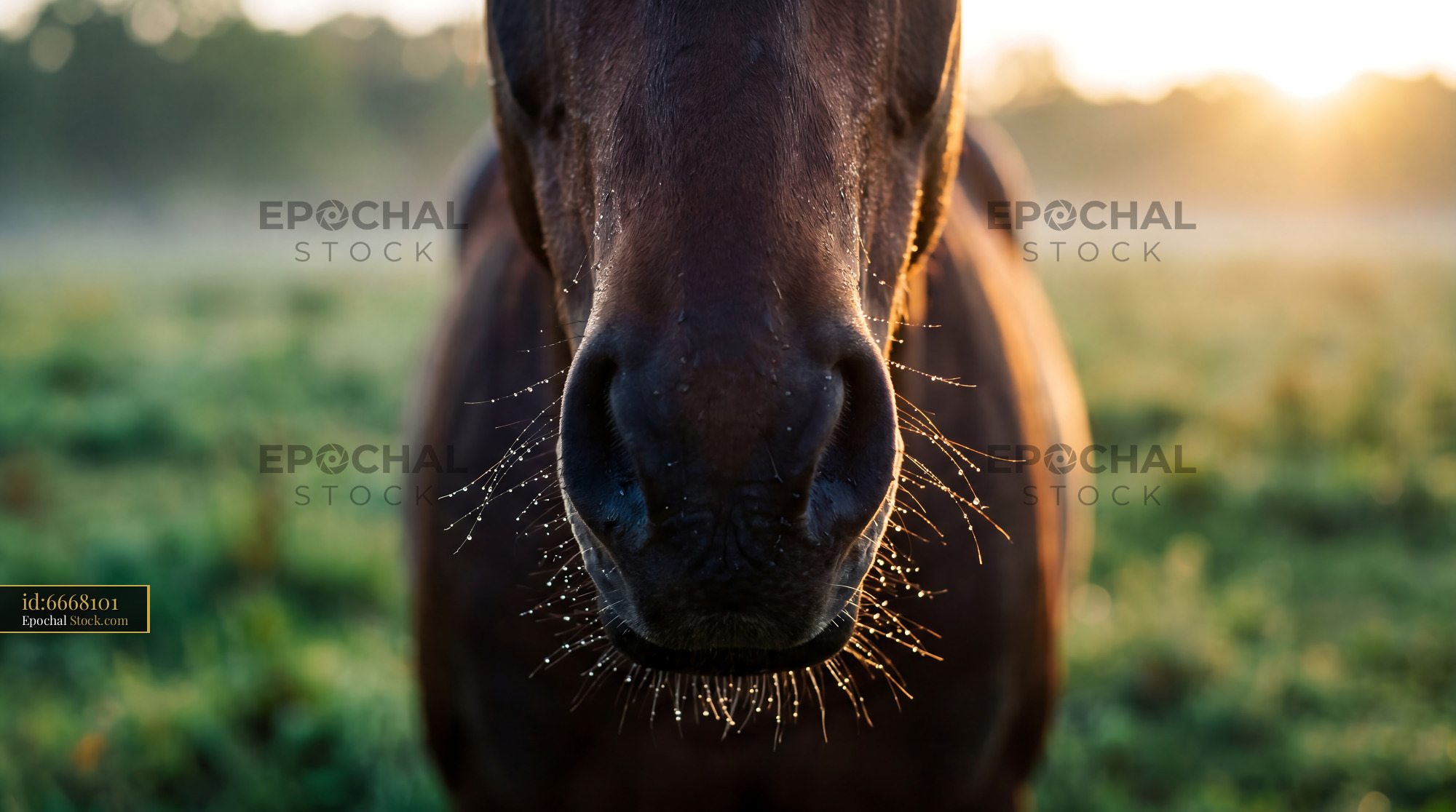 Dark Bay Horse Muzzle with Glistening Dew Drops - stock photo