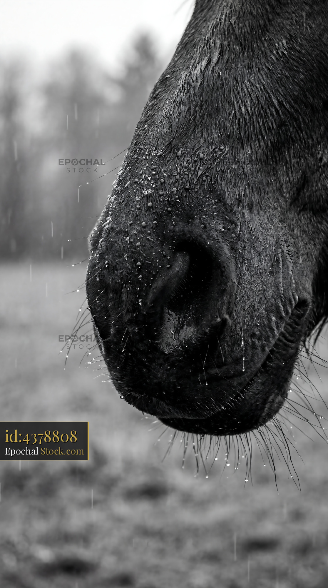Charcoal Horse Muzzle with Raindrops - stock photo