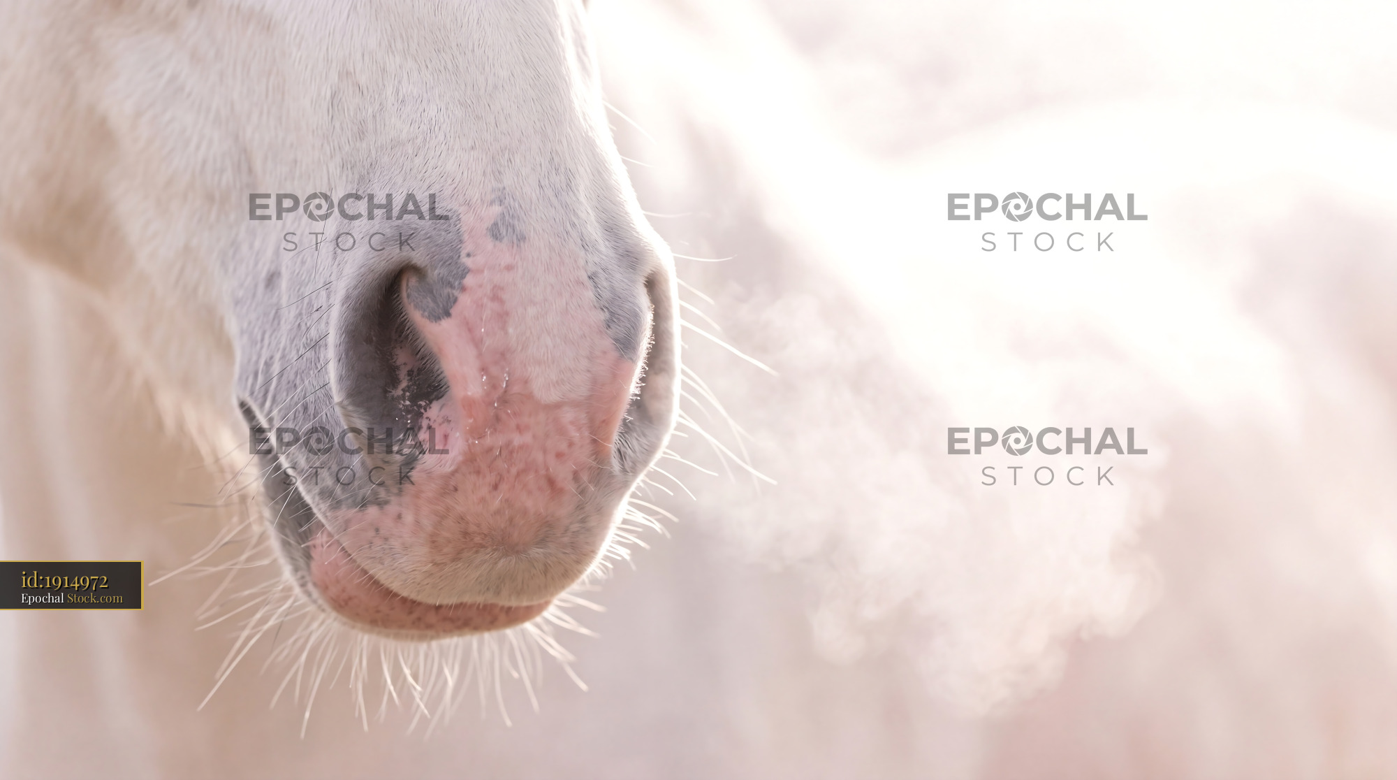 Soft Pink Mottled White Horse Nose Detail - stock photo