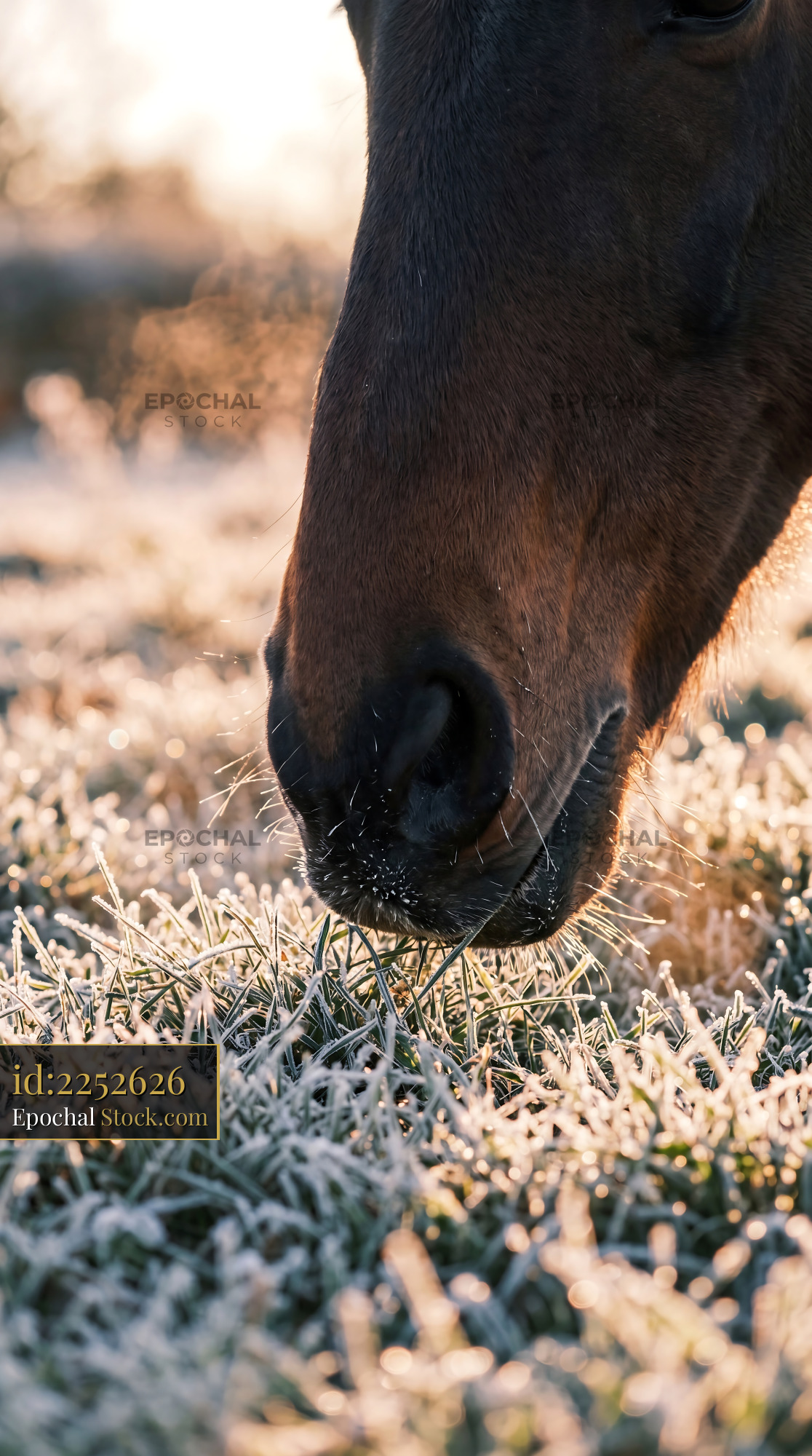 Frosty Horse Muzzle in Golden Winter Light - stock photo