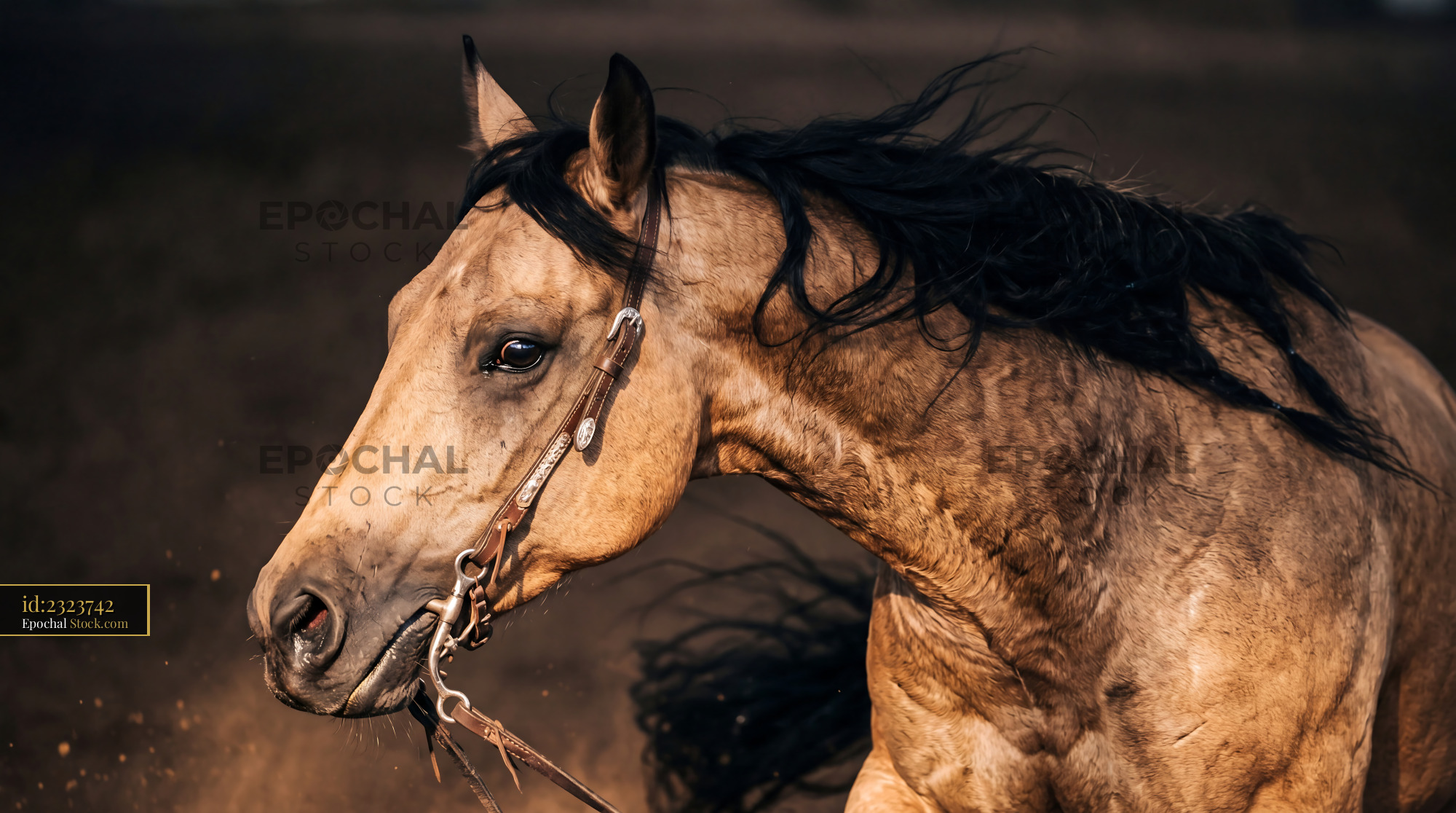 Amber Buckskin Horse Spin Reining Equine Art - stock photo