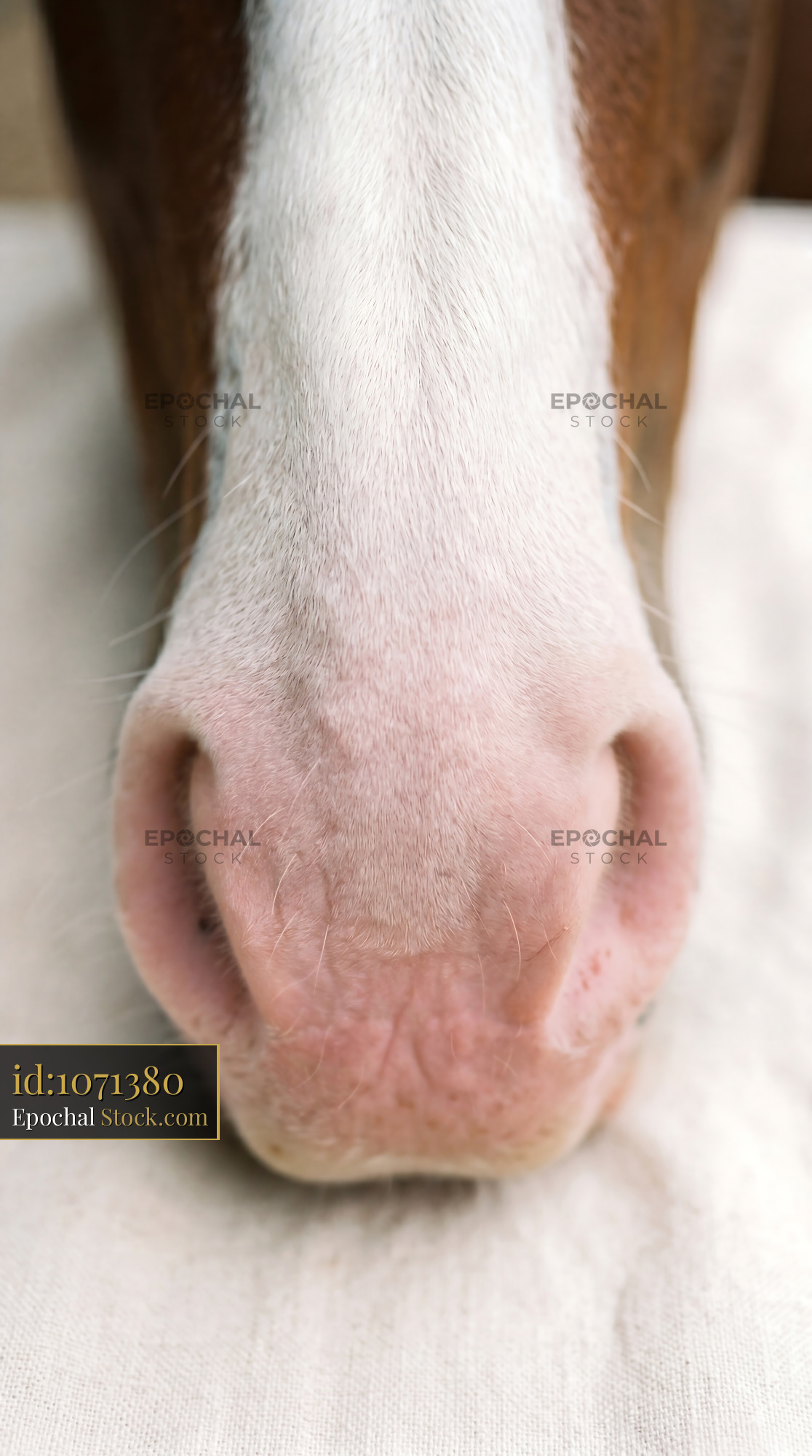 Soft Pink Horse Nose Macro Blaze Detail - stock photo
