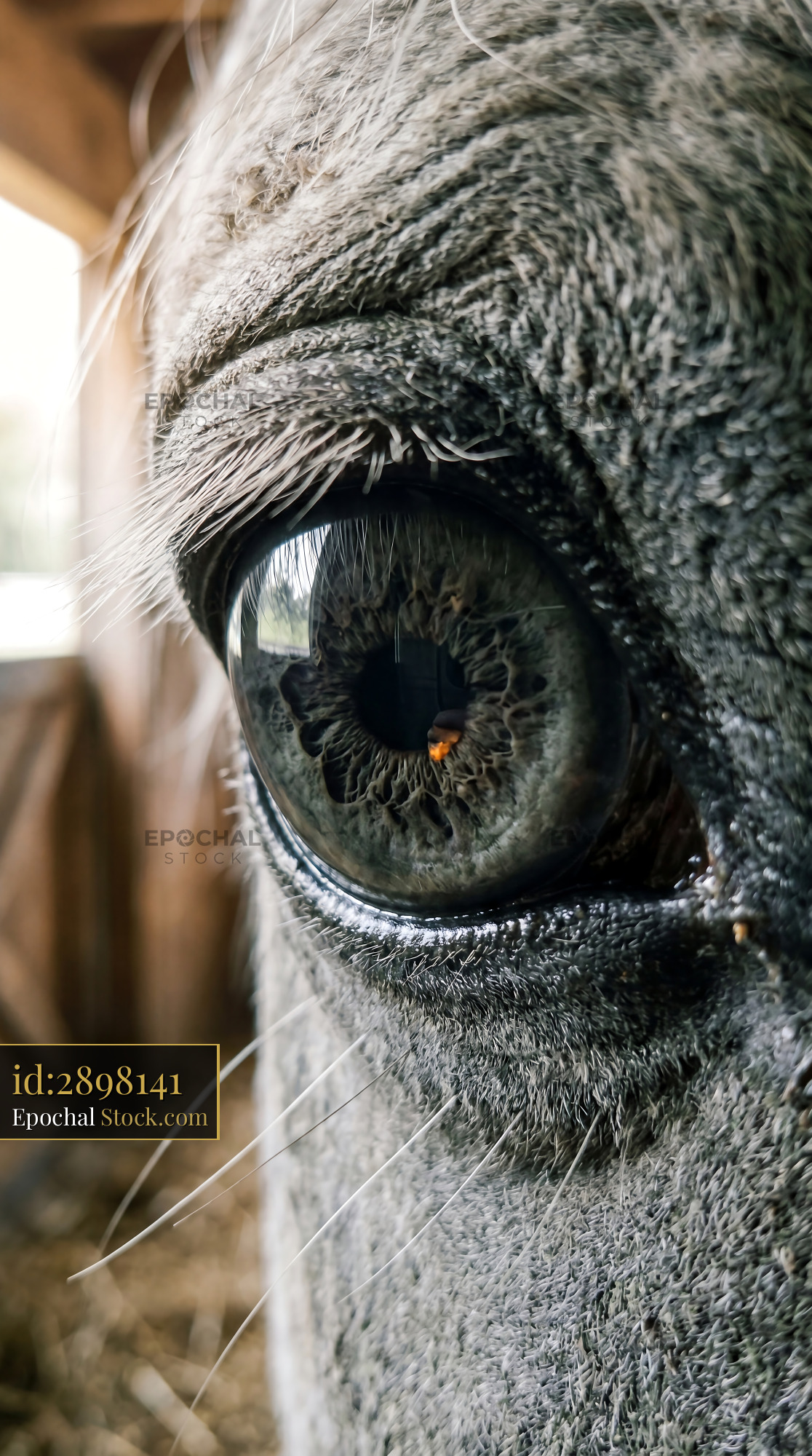 Macro Horse Eye Grey Green Amber Detail - stock photo